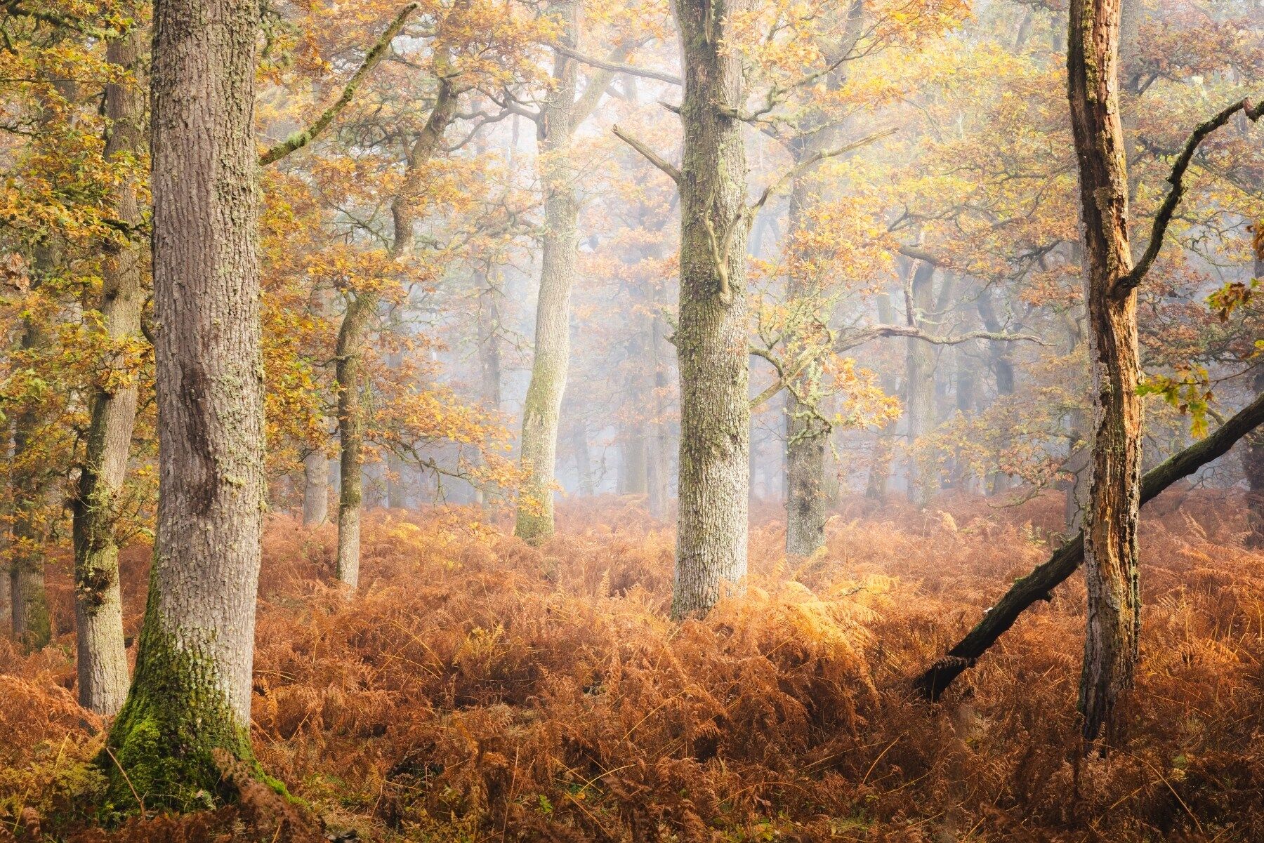 A woody glade in Scotland, hazy with fog but full of autumnal colours