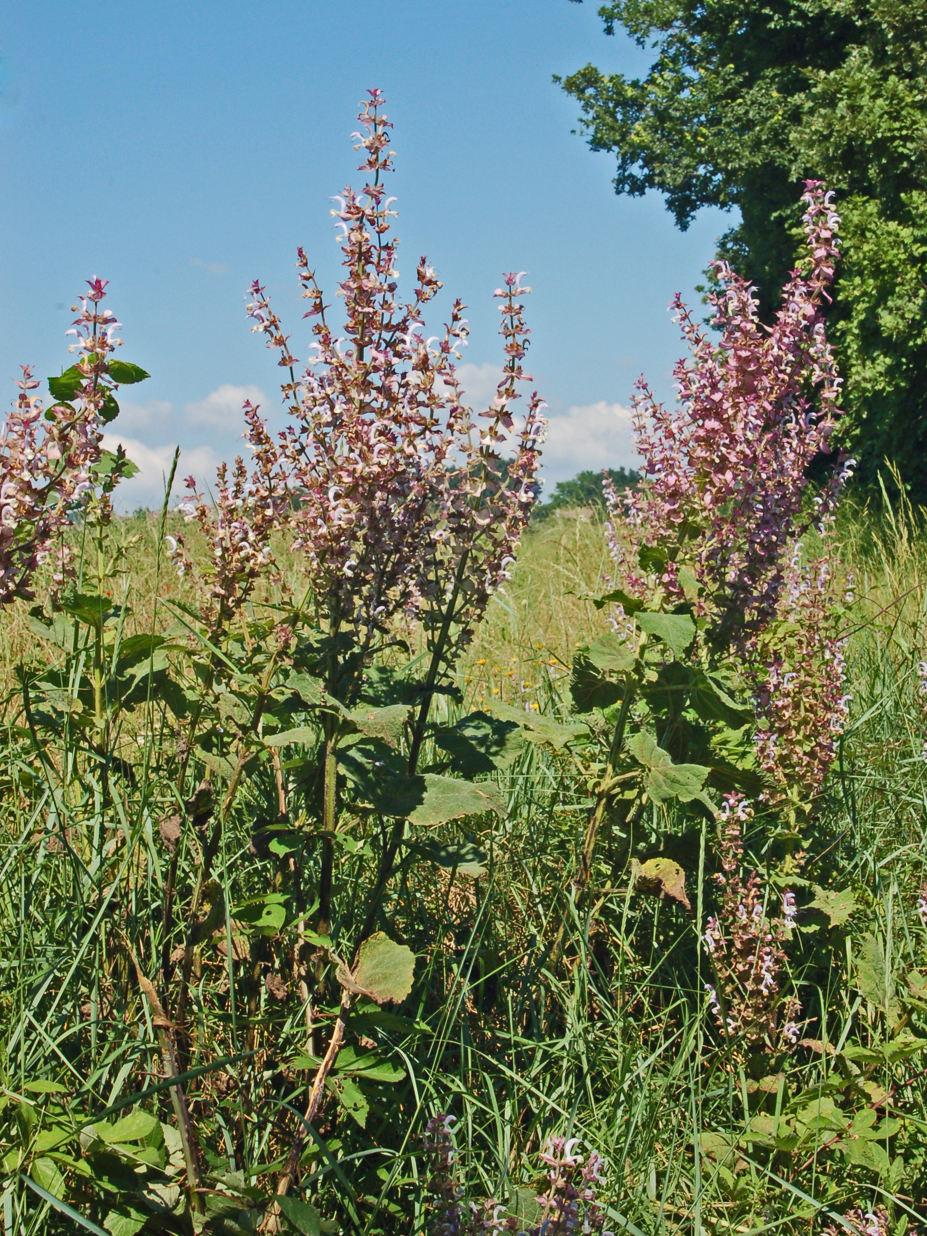 šalvěj muškátová (salvia sclarea) – fotografie z Wikimedia Commons