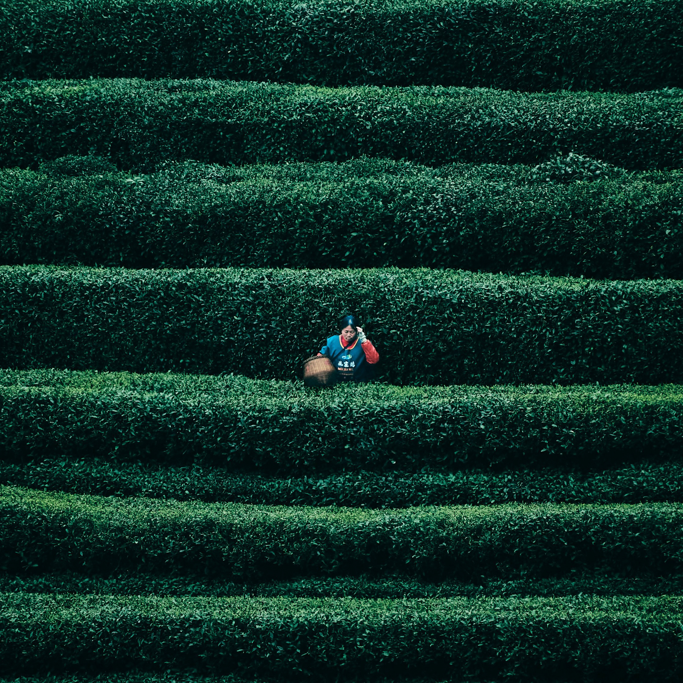 Uttori Phoenix Oolongの香水ボトル