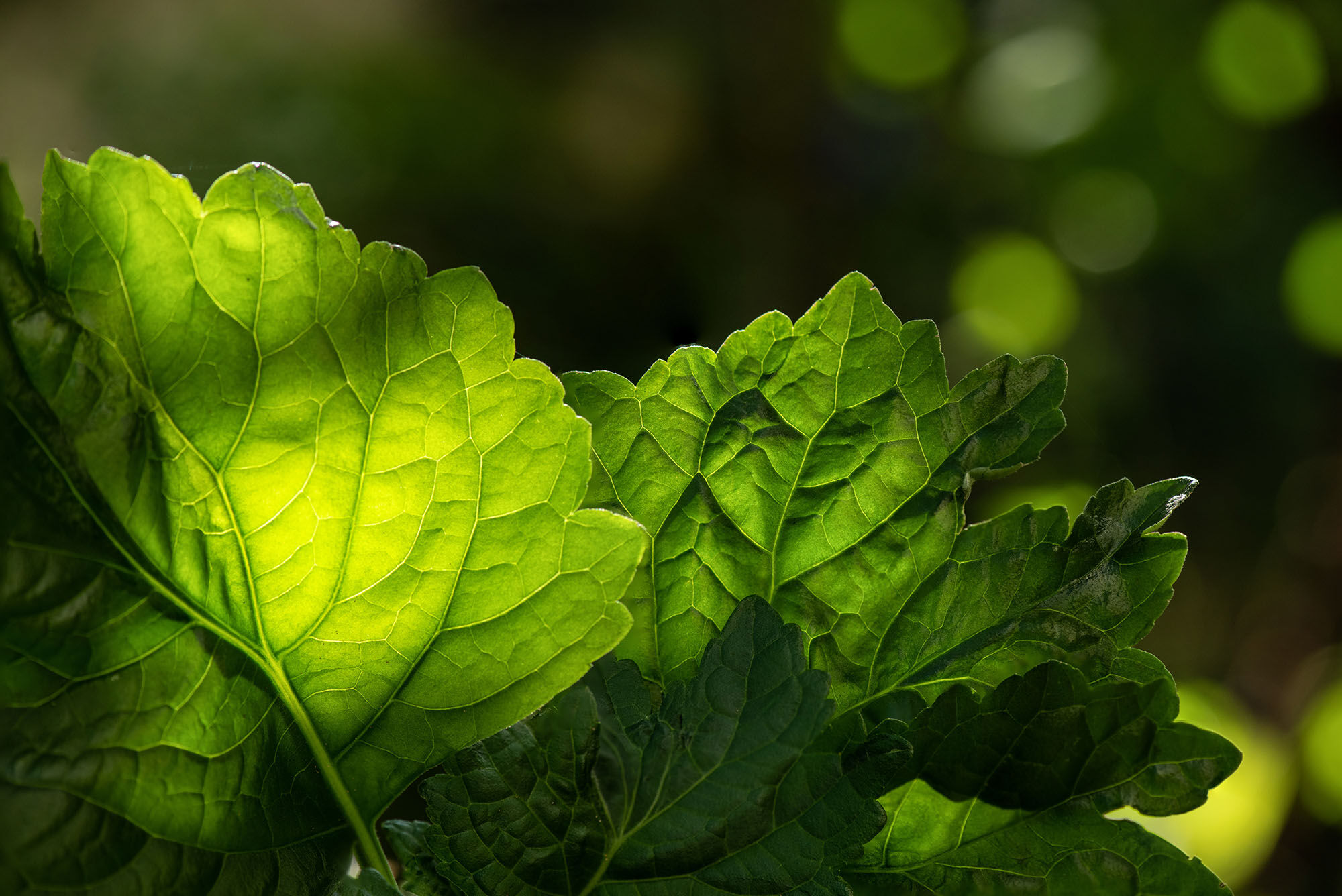 Patchouli leaves against the sun.