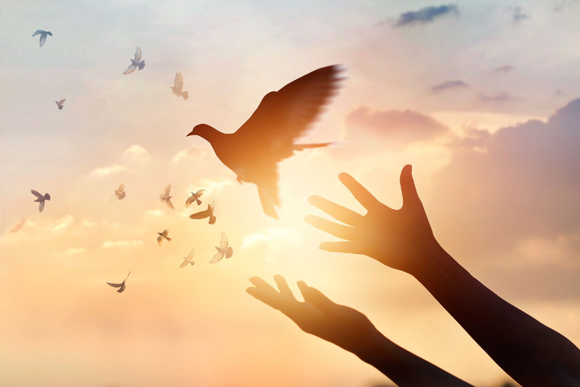 Peace symbol dove
