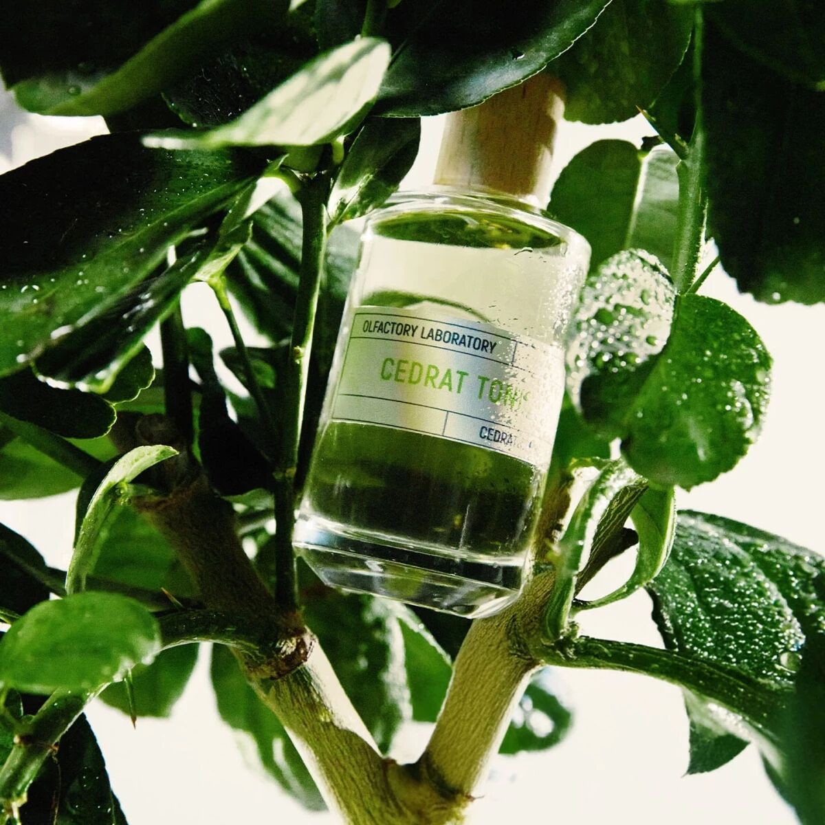 CEDRAT TONIC