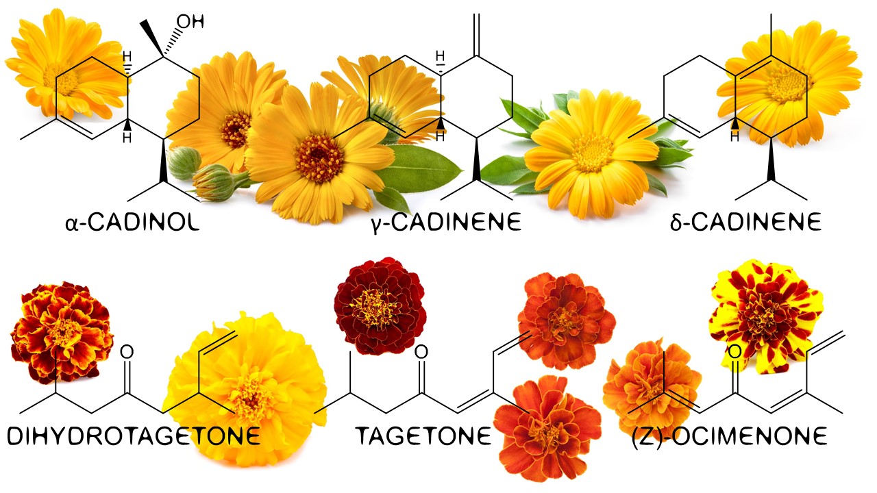 A Sea of Orange and Gold Tagetes and Marigolds Raw Materials