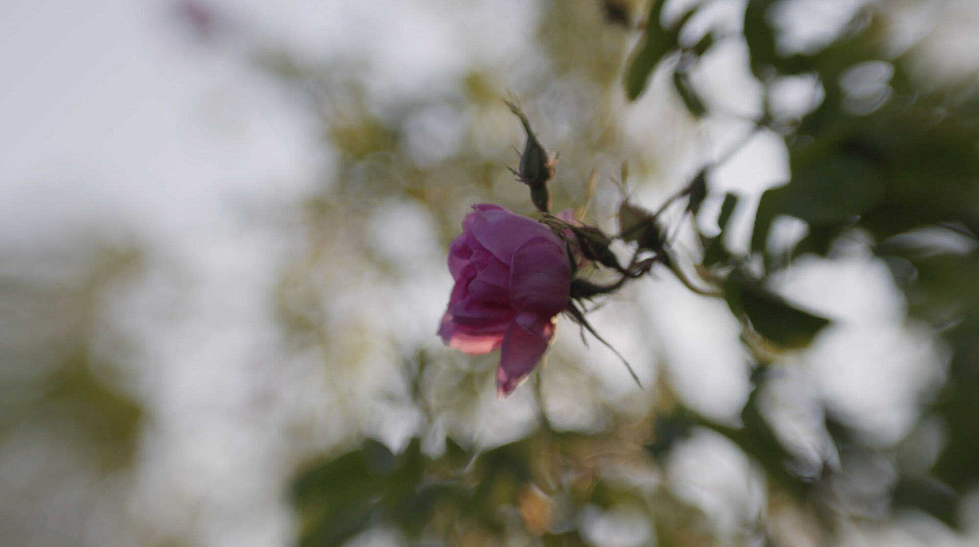 roses