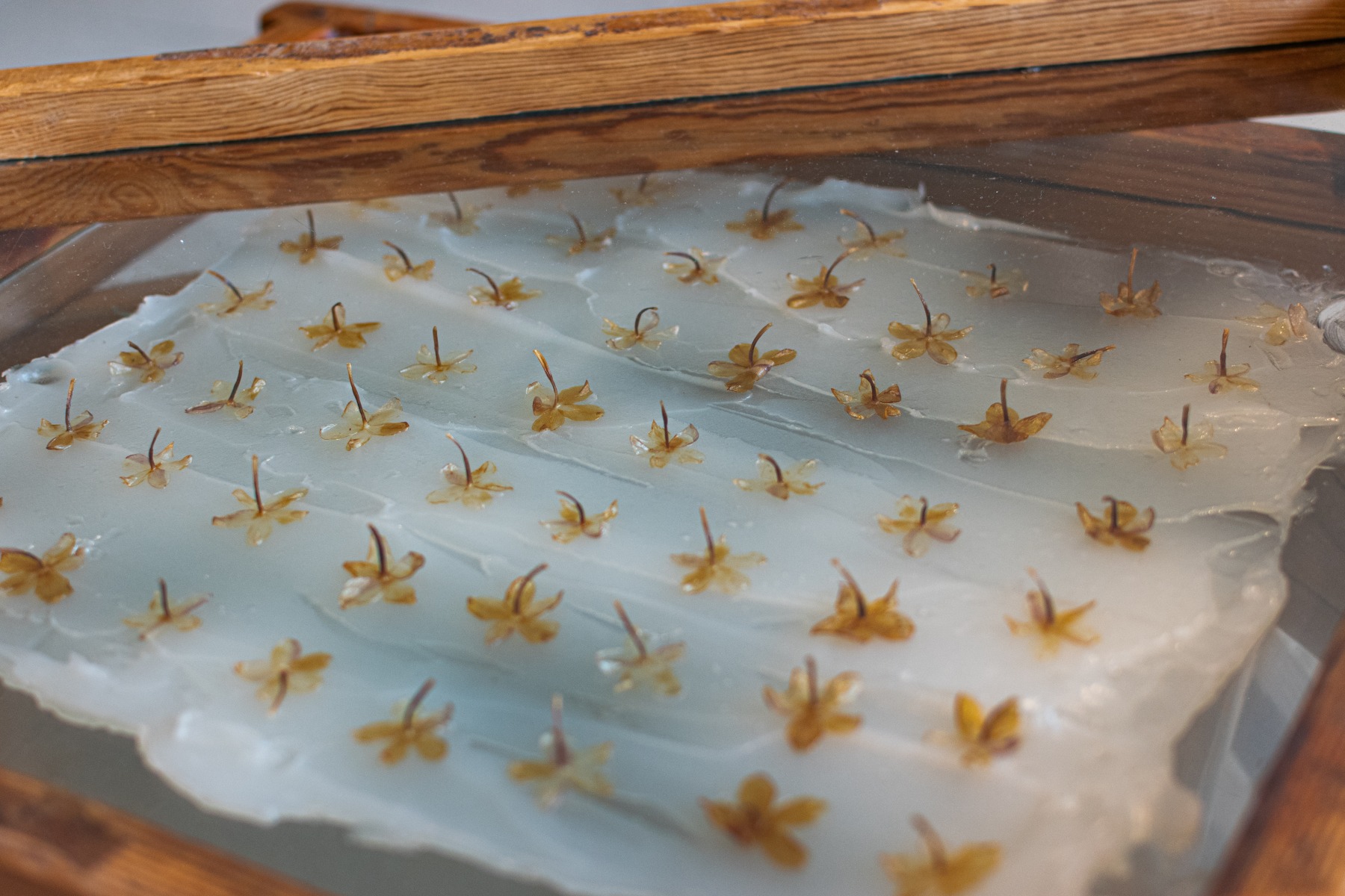 Enfleurage použitý v Pearl of the Wild od Parterre