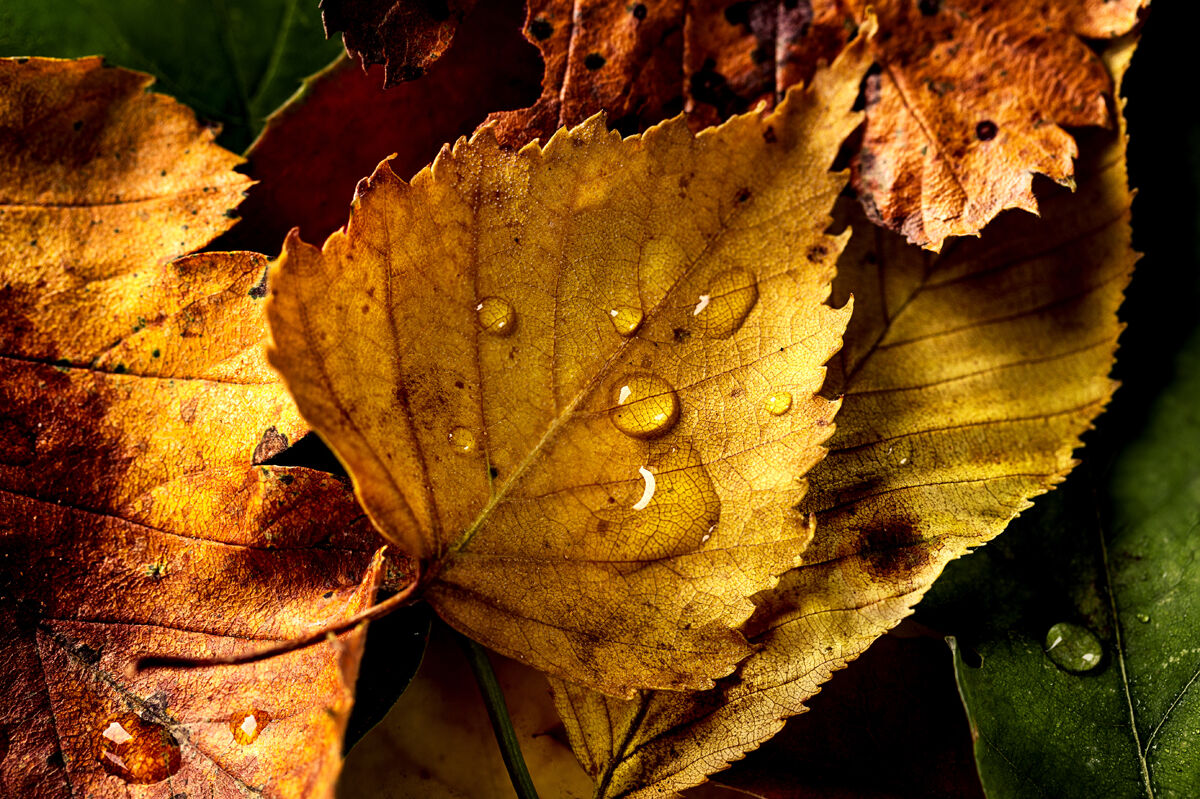 brown leaves