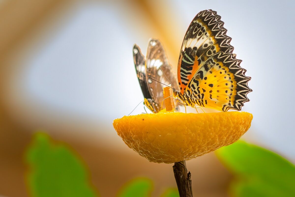 butterfly atop a cut citrus fruit