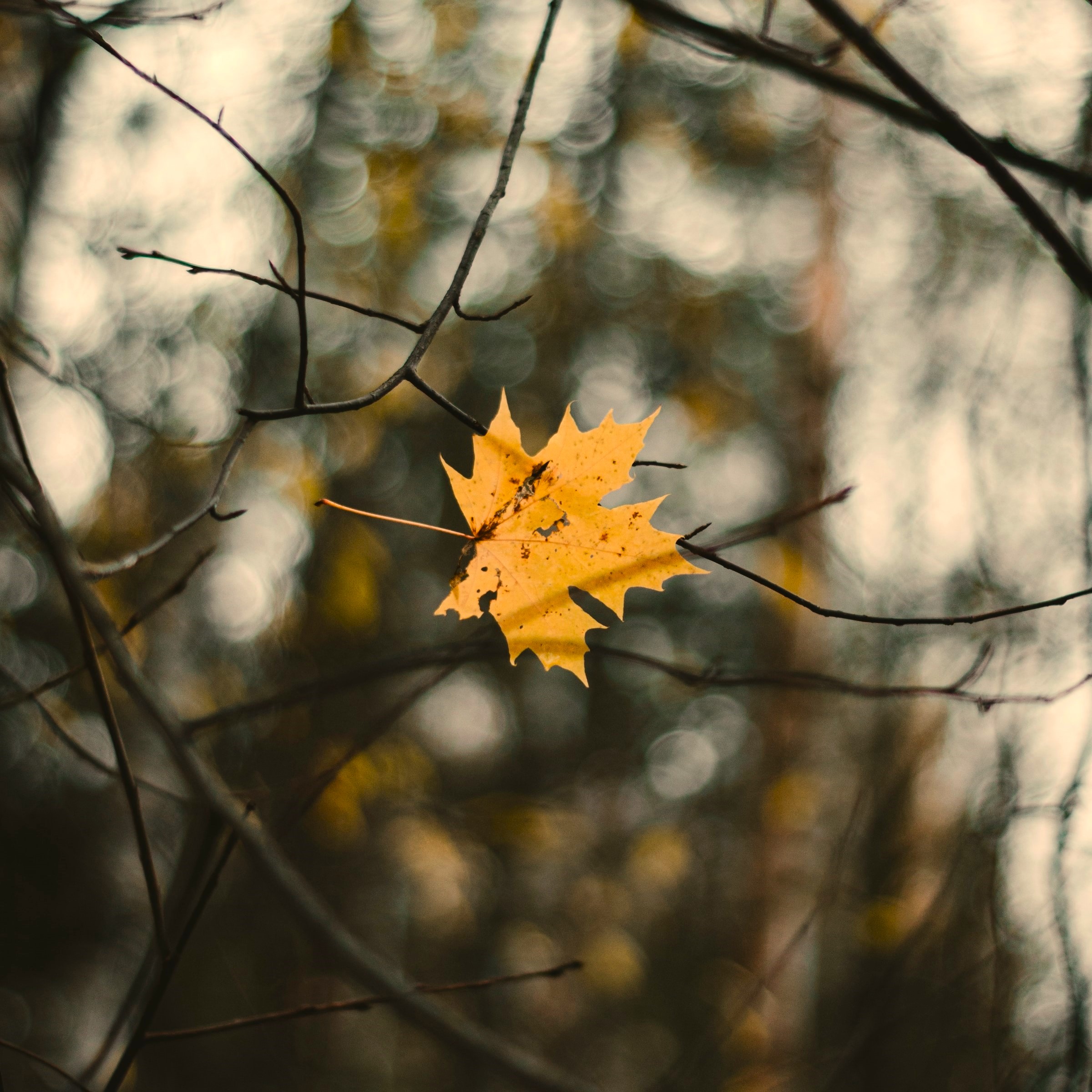 Ambre Saba: парфюмерное солнце