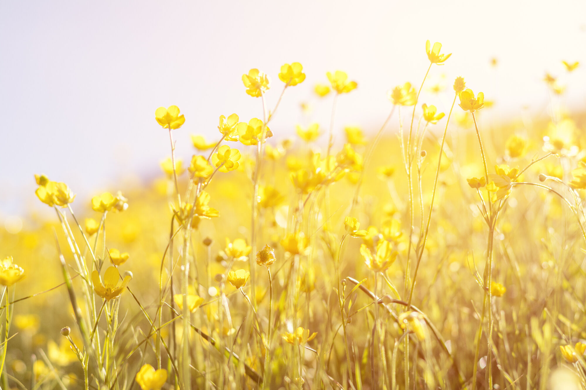 Flowers in summer