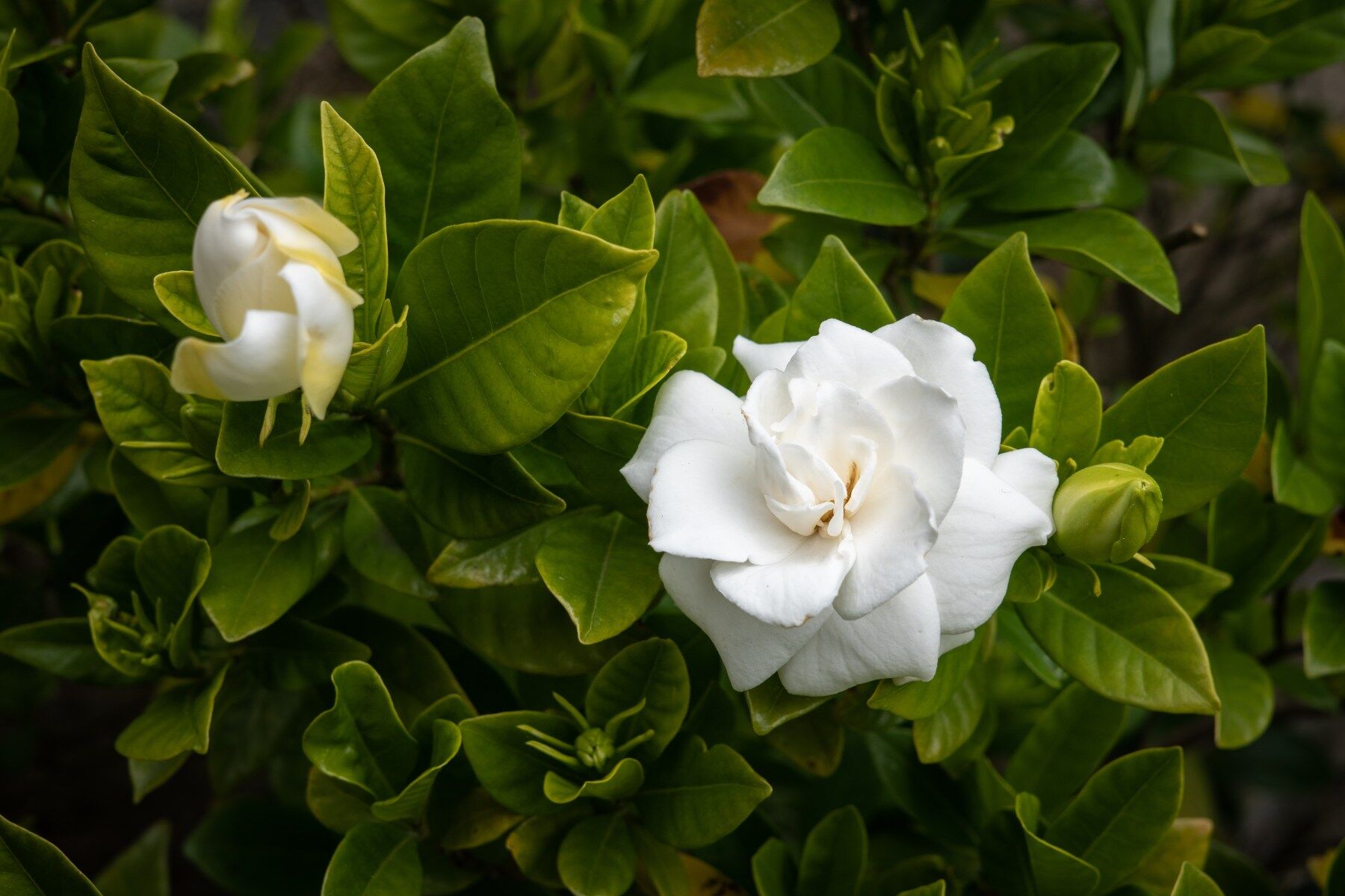 Two white gardenia flowers on a green backdrop