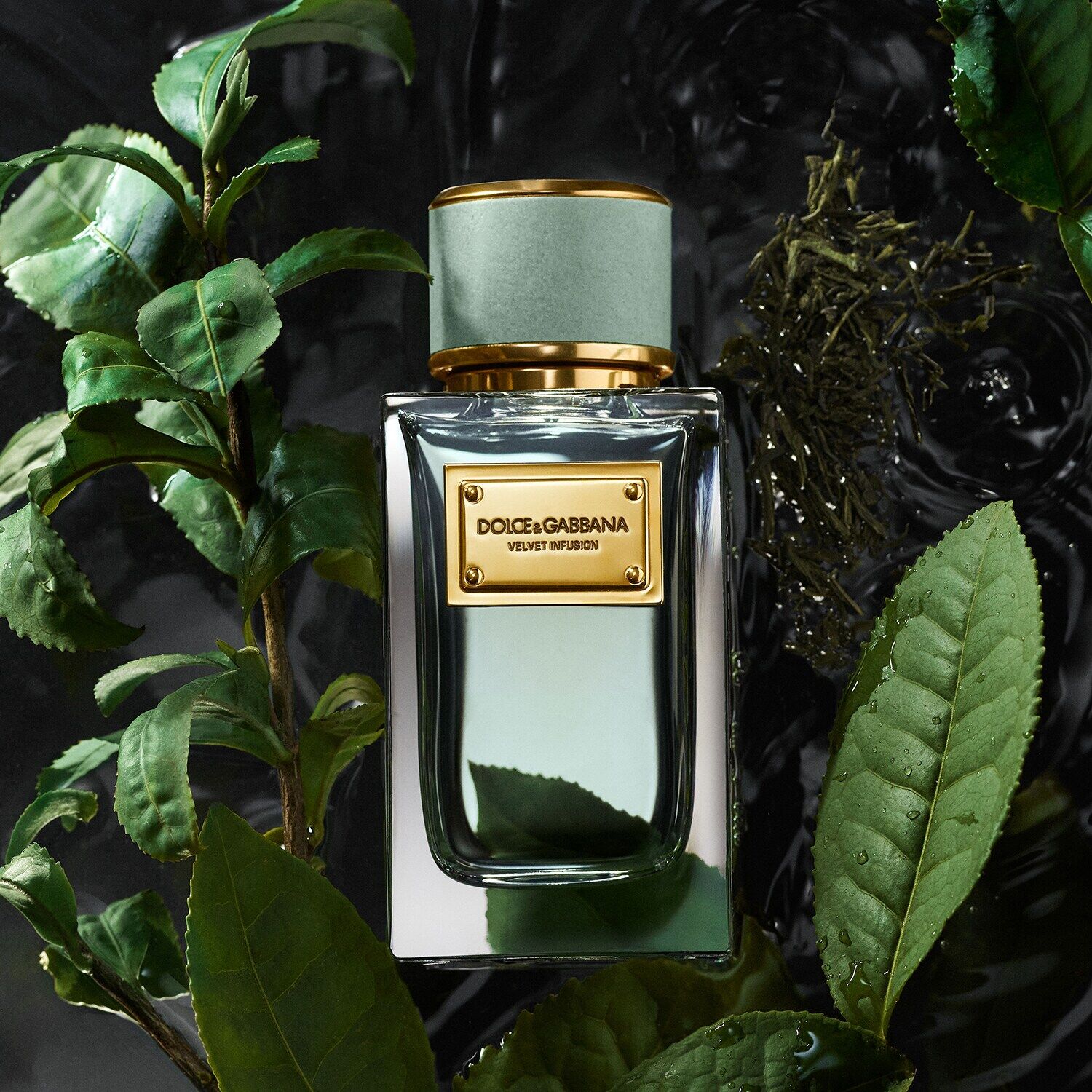 Dolce & Gabbana outlets Velvet Bergamot