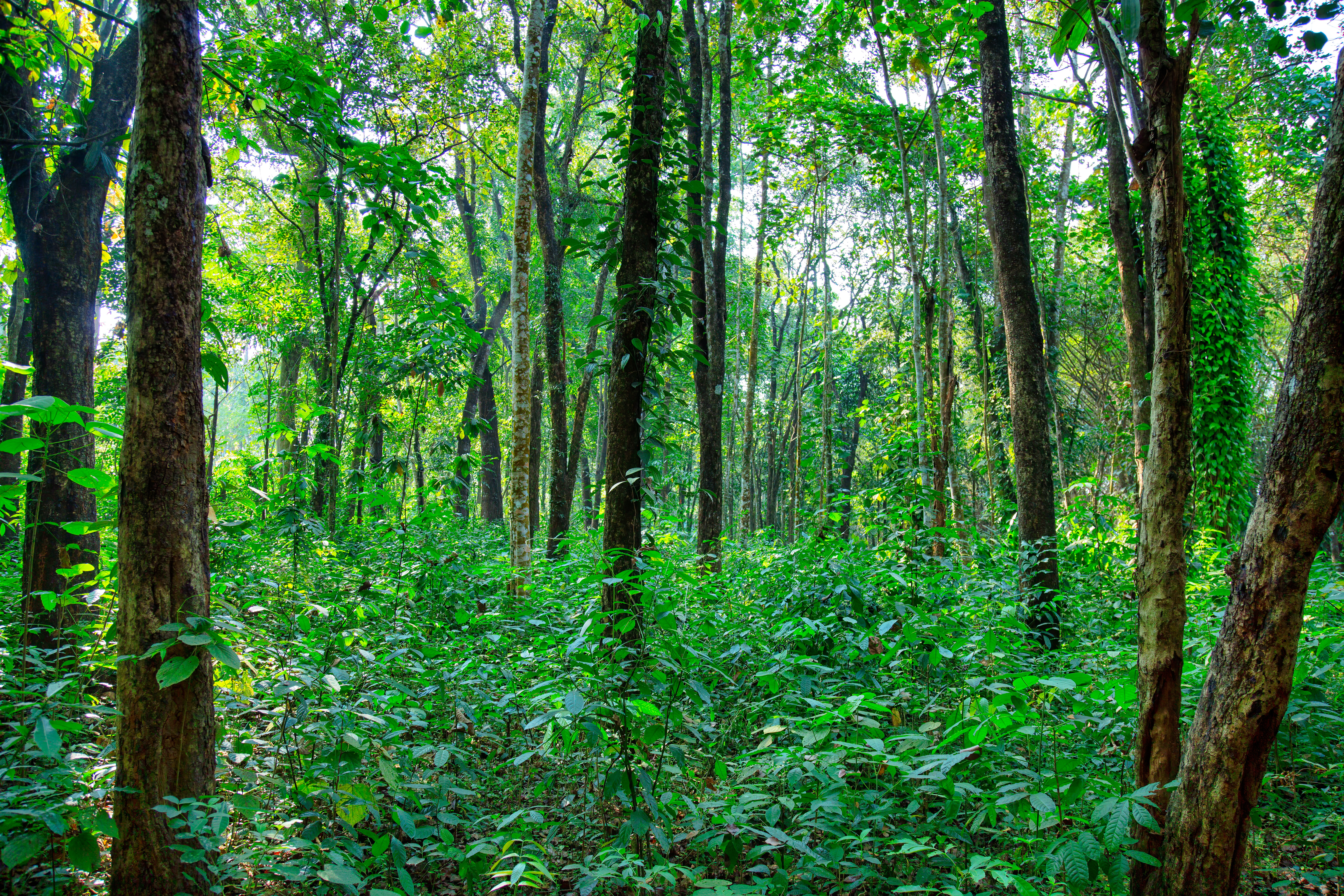 sandalwood forest in India
