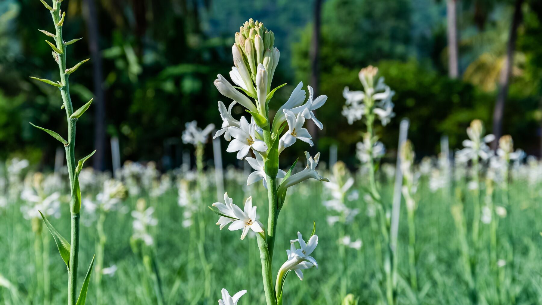 A tuberose spike standing in a green field