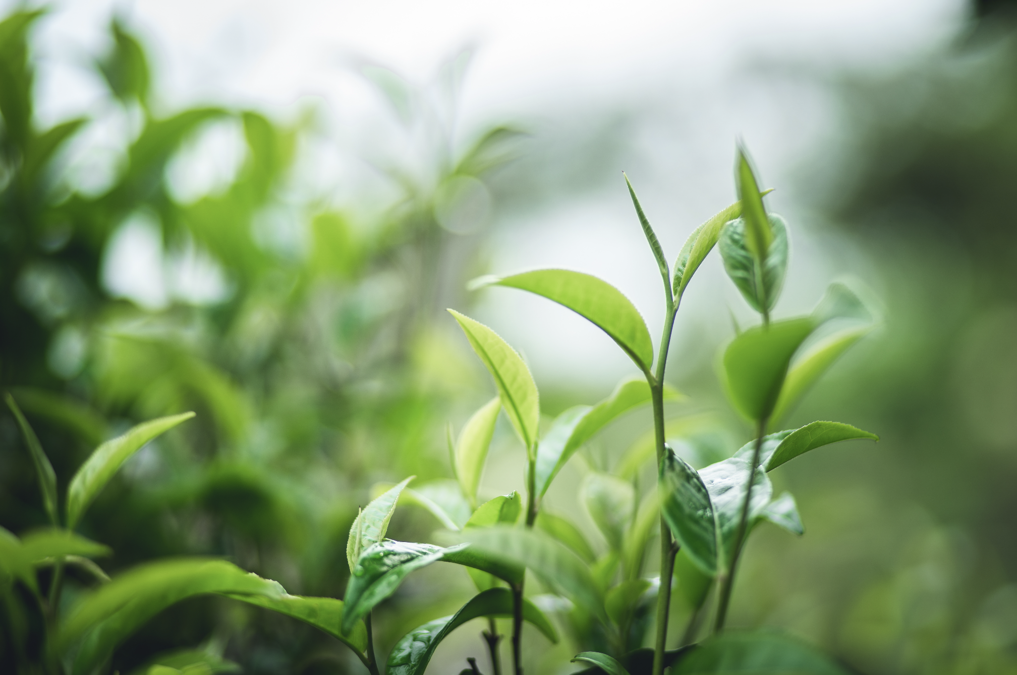 Aqua Celestia by Maison Francis Kurkdjian: Green Tea 2.0