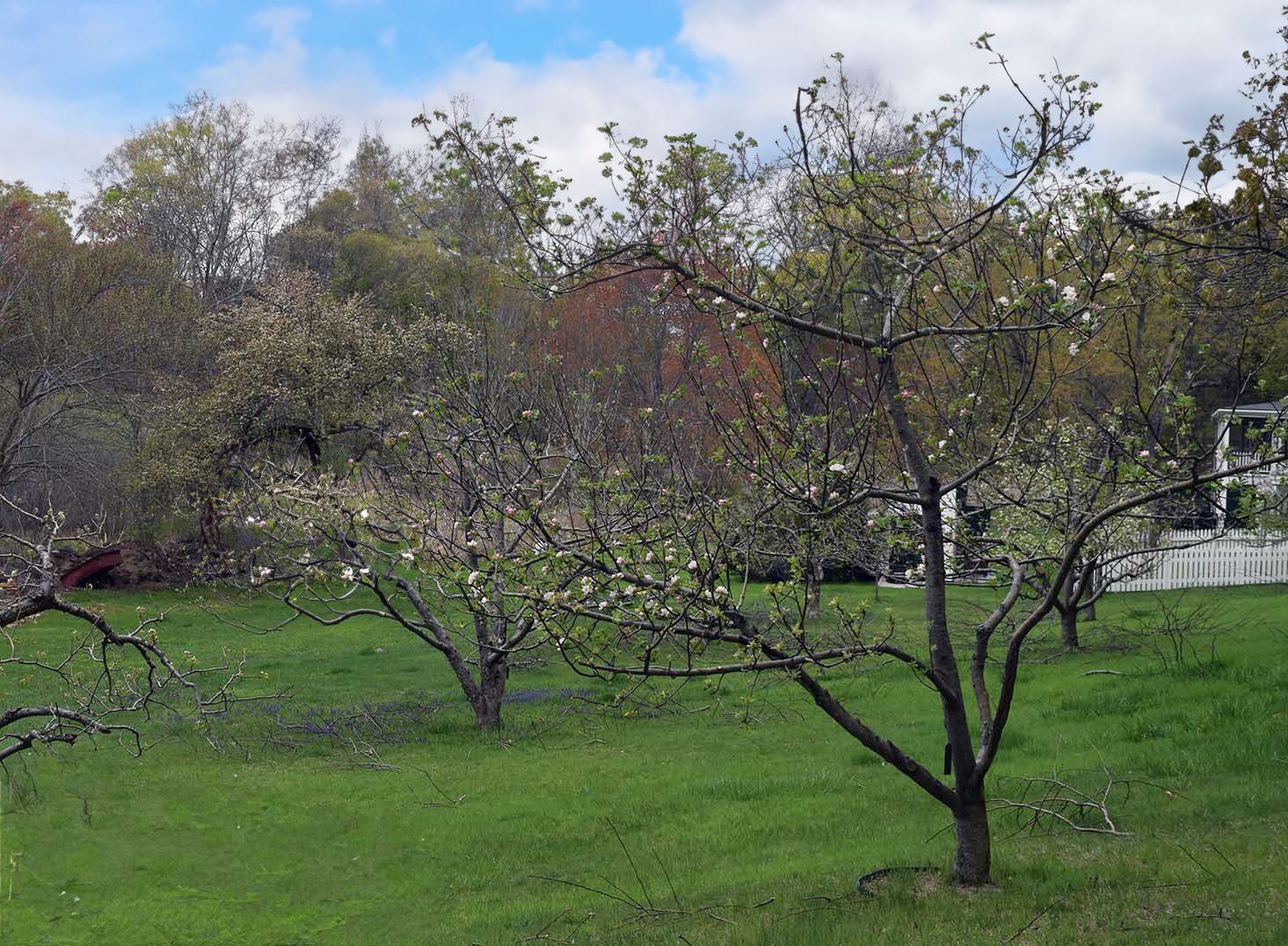 Apple trees and their blossoms.