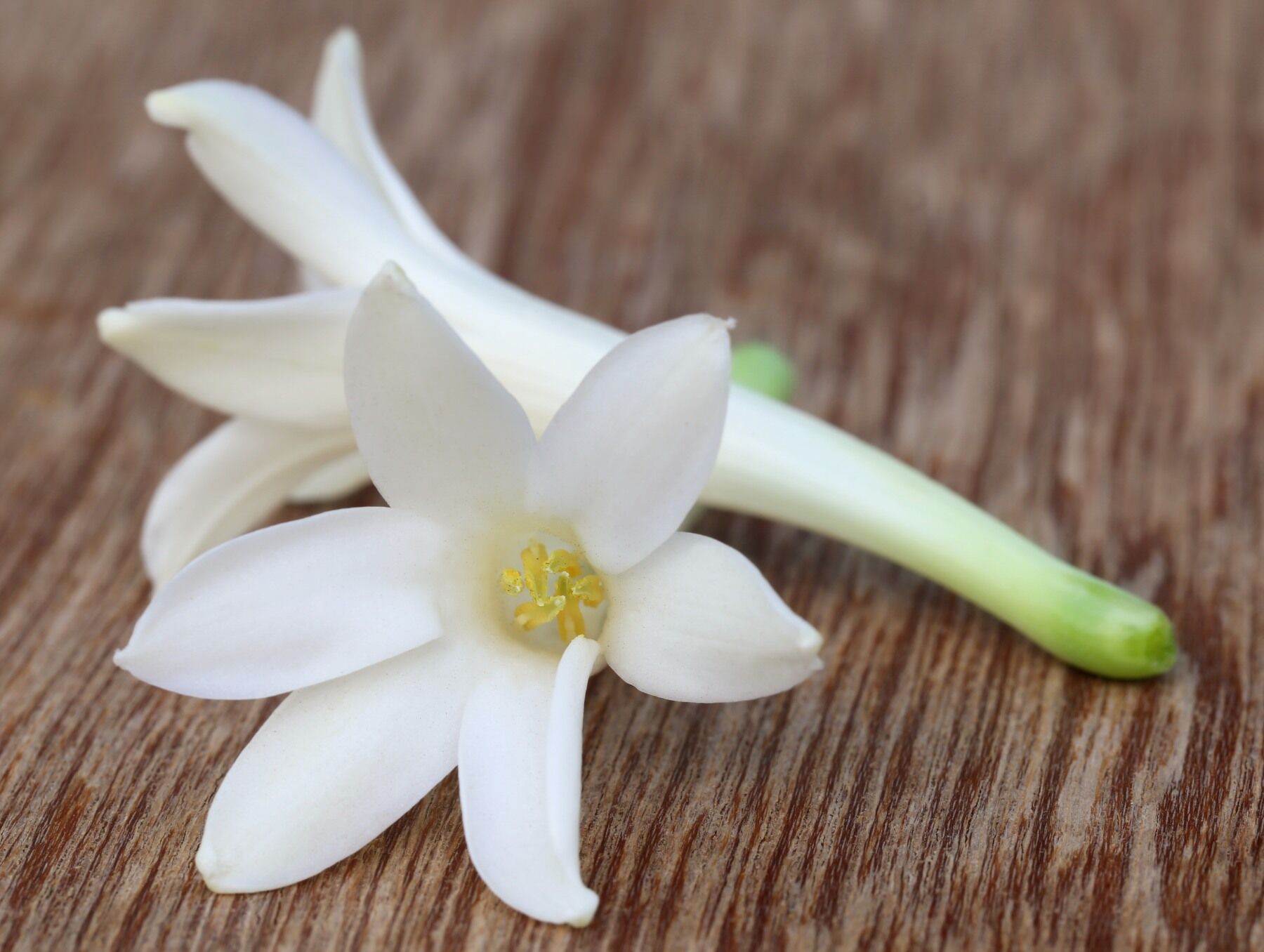 A tuberose flower on a wooden table