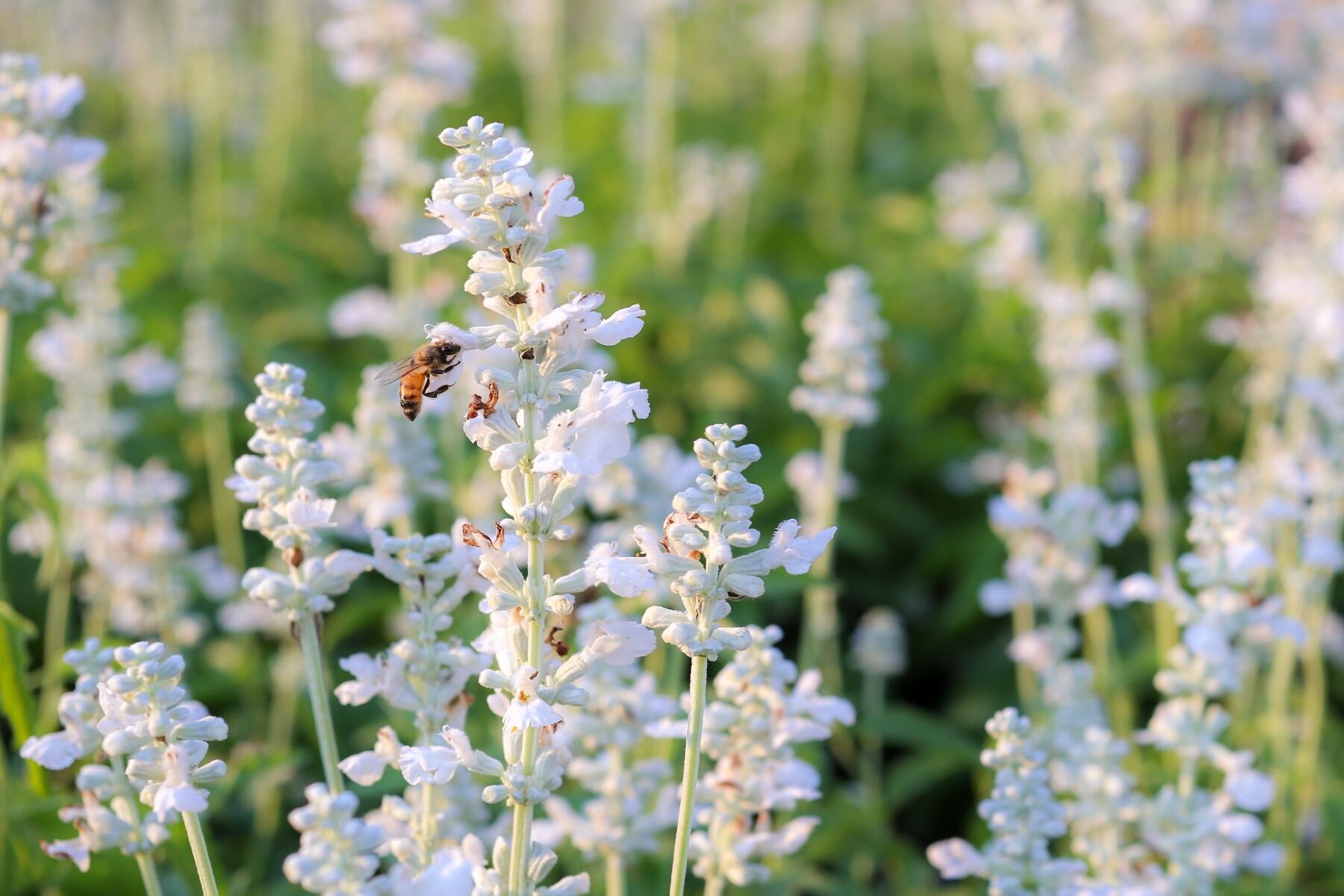 White lavender being visited by a bee