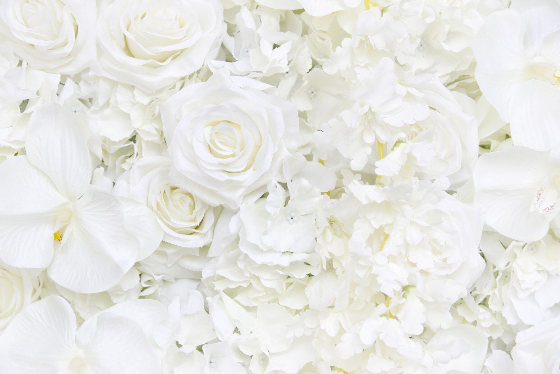 A collection of white florals