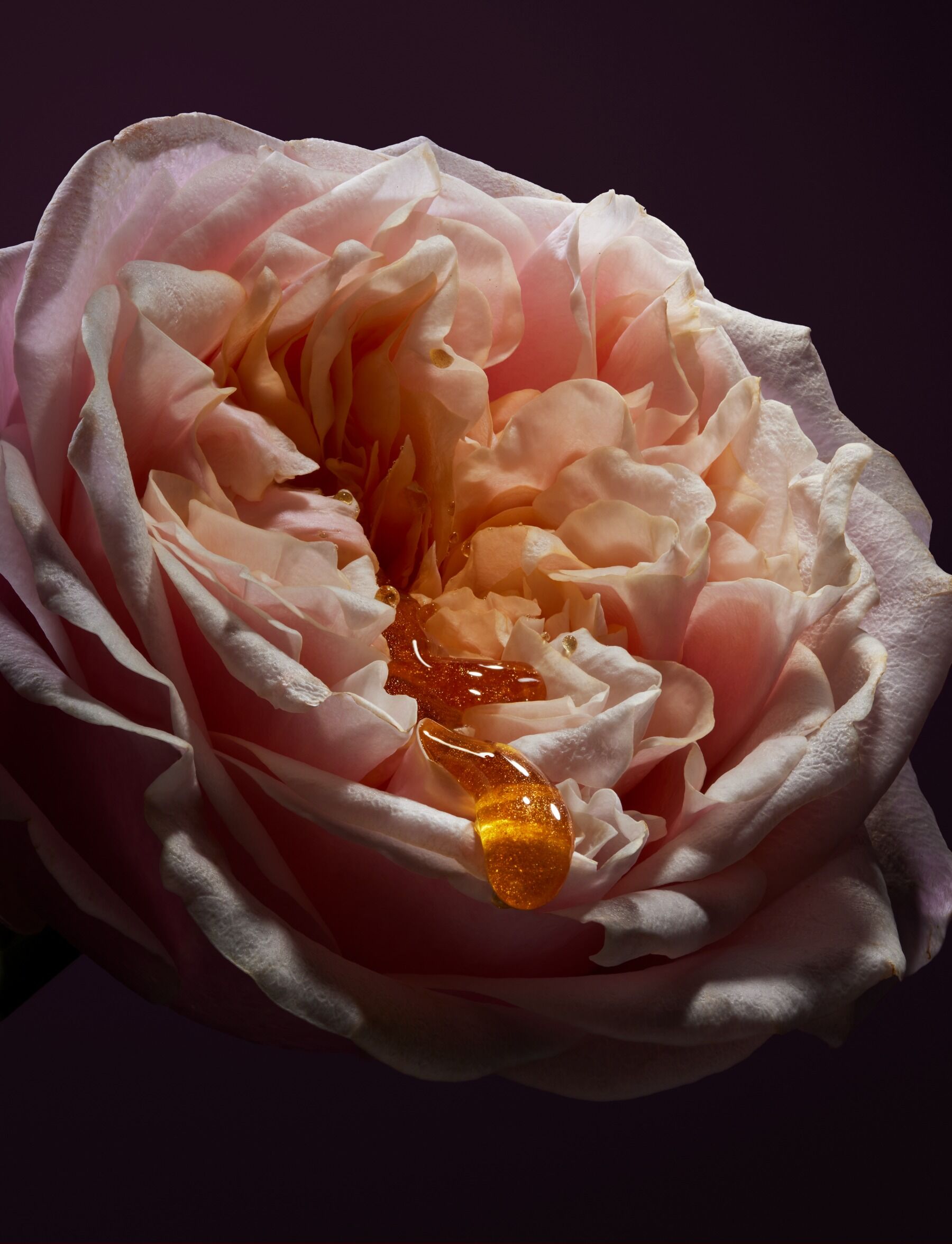 Růže stékající třpytivou tekutinou