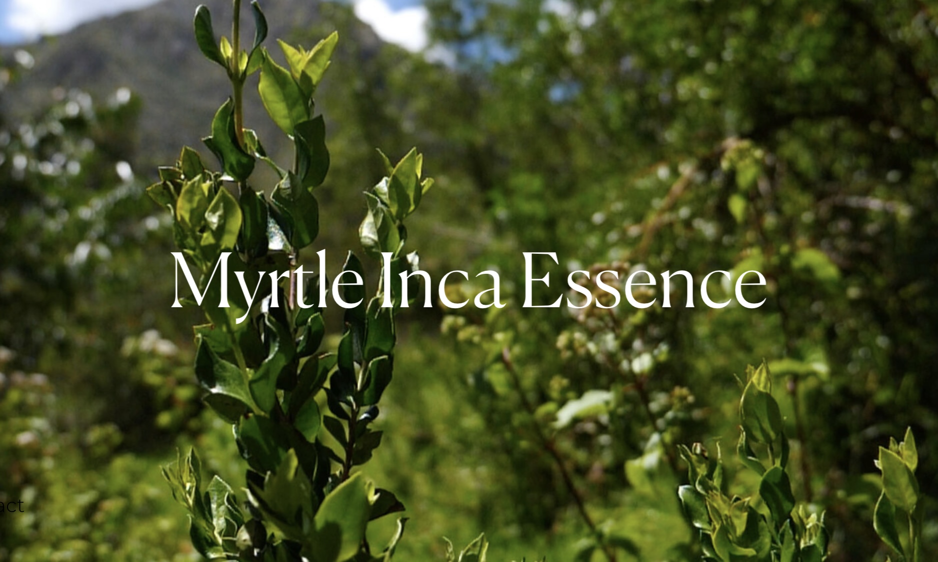 Myrtle Inca Essence
