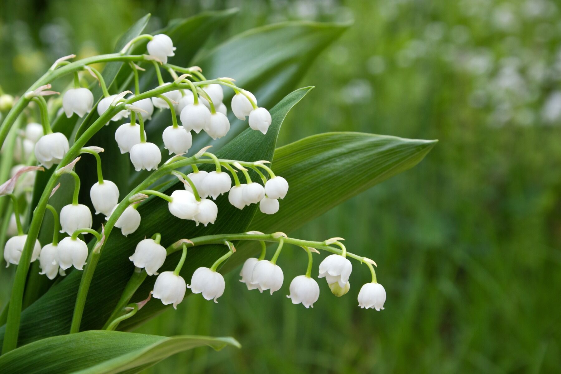 Lily of the valley flowers