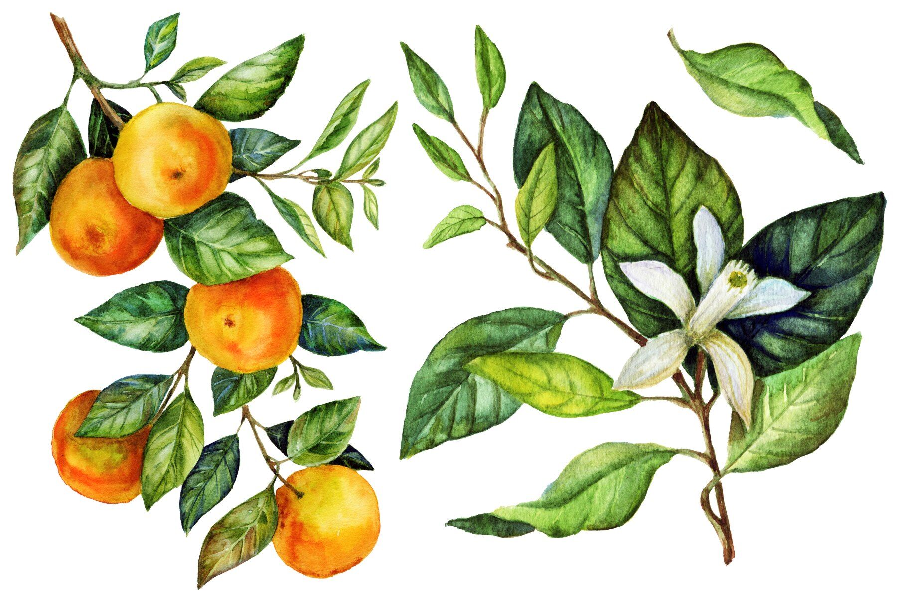 A botanical illustration of fruits and flowers