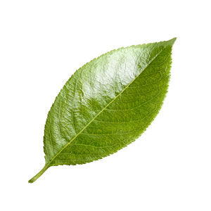 Spring leave