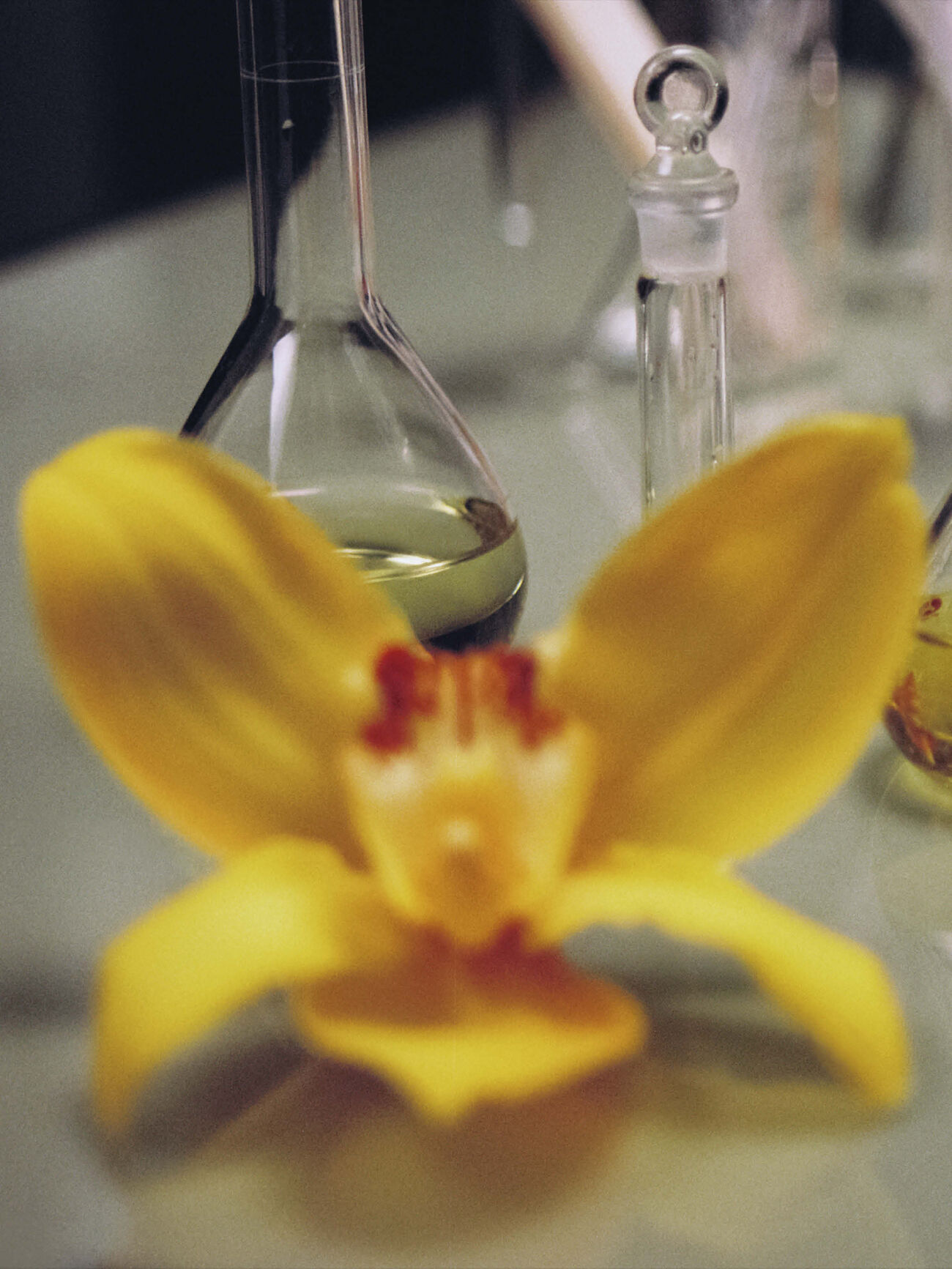 Obrázek orchideje pro Roasted Vanilla od Loewe