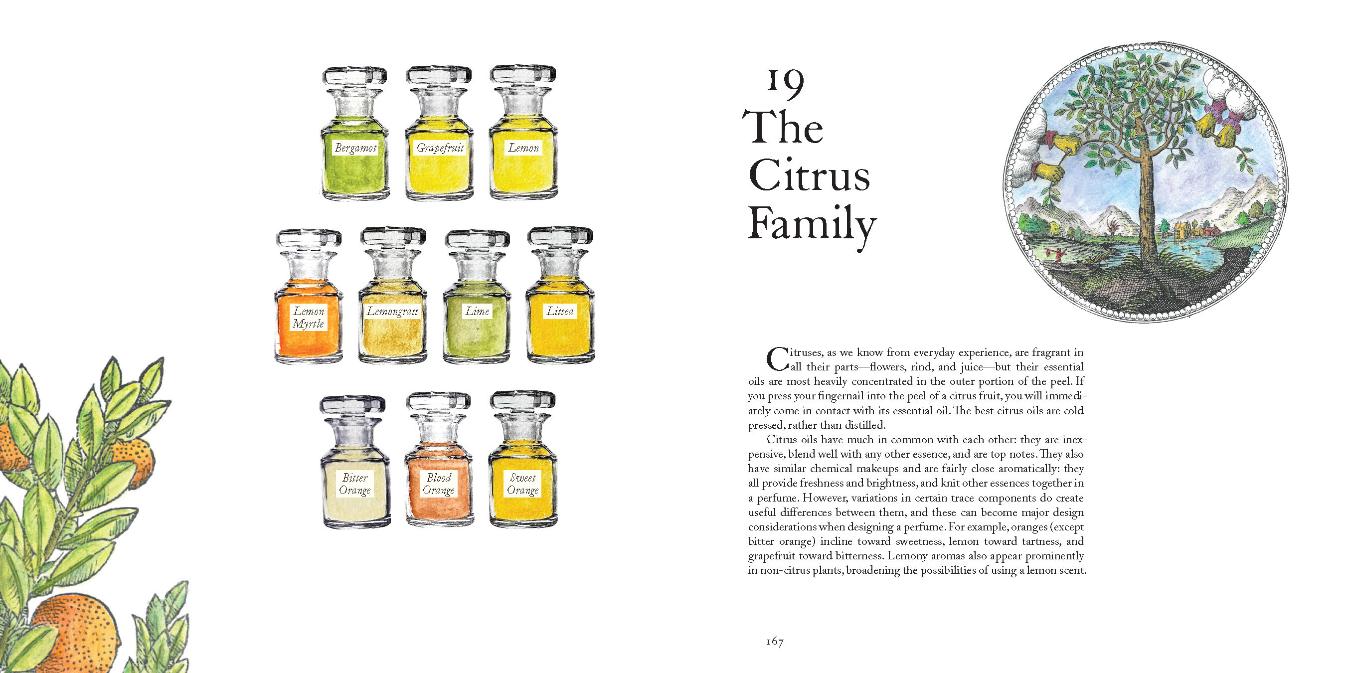 page from The Museum of Scent by Mandy Aftel