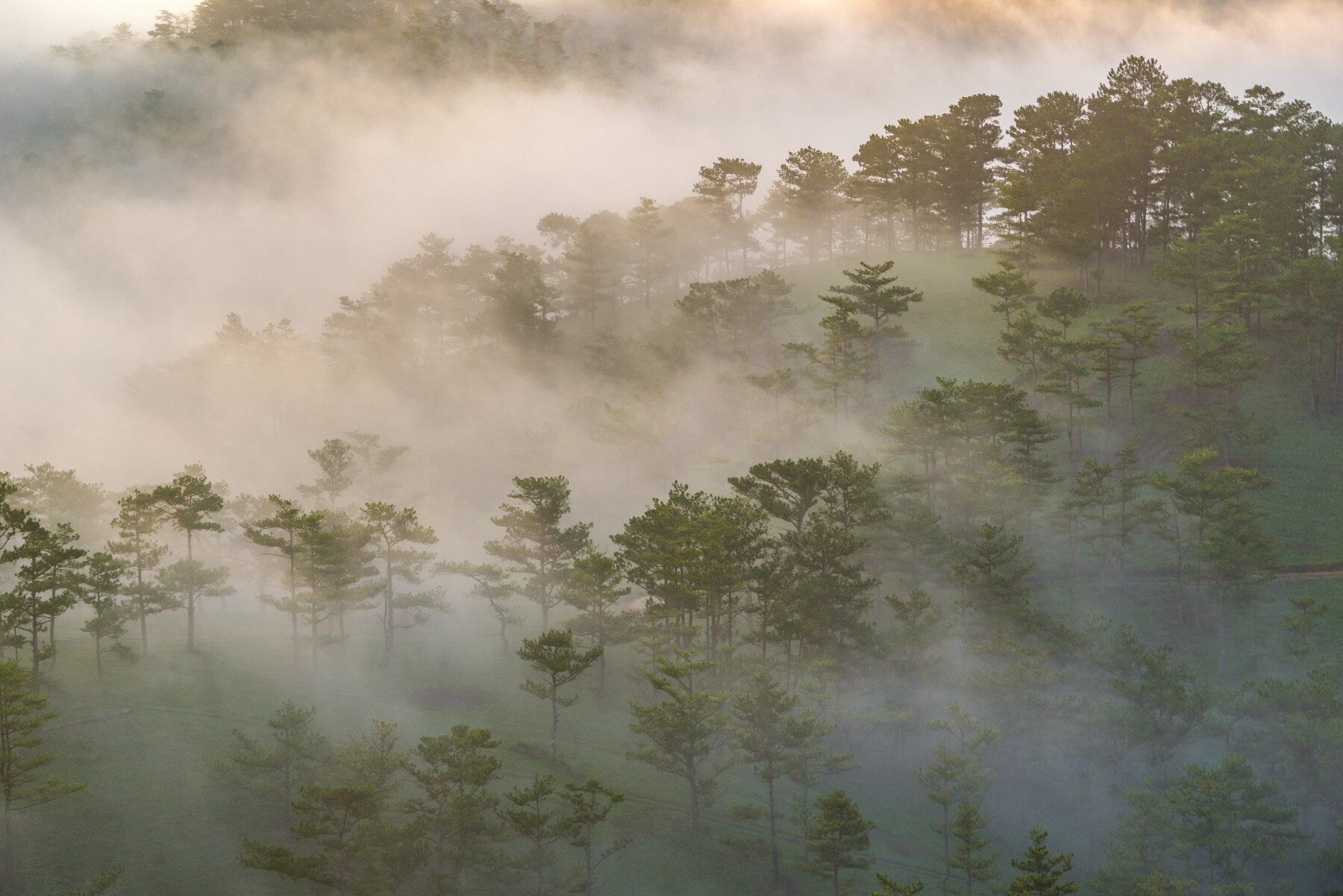A forest shrouded in mist
