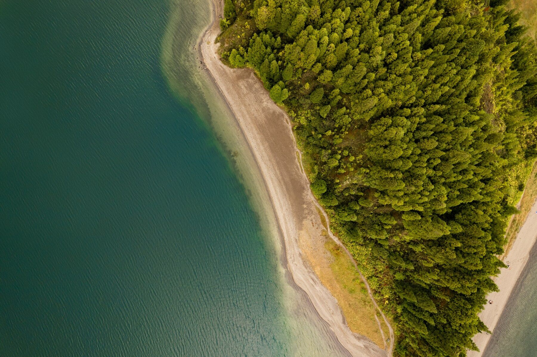 The line between forest and beach seen from above