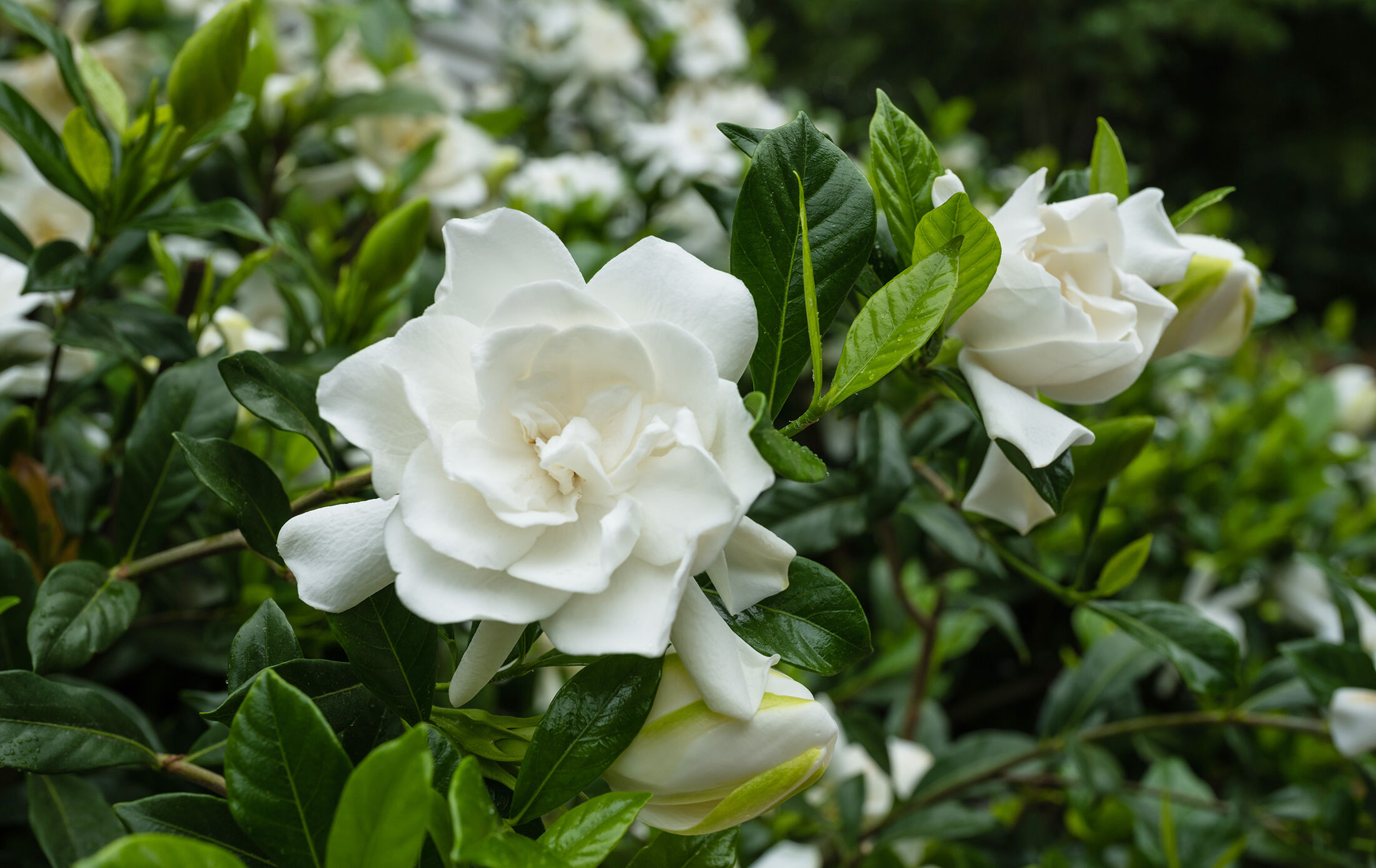 Gardenia blossom against a dark background.