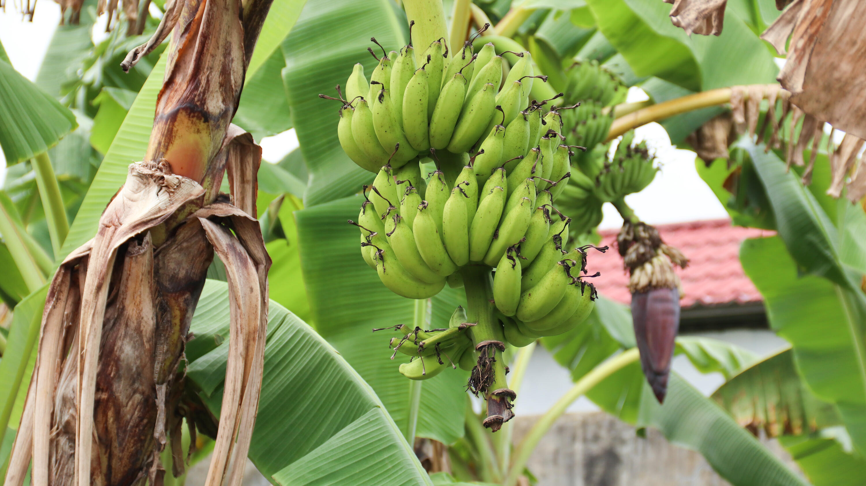 Papermaking 滇结香 Le Goût De Peau 肌肤之味 pro ženy a muže parfém čínský parfém připomíná syrové banánové plantáže