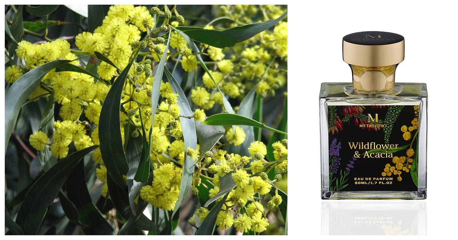 Wildflowers & Acacia Metascent