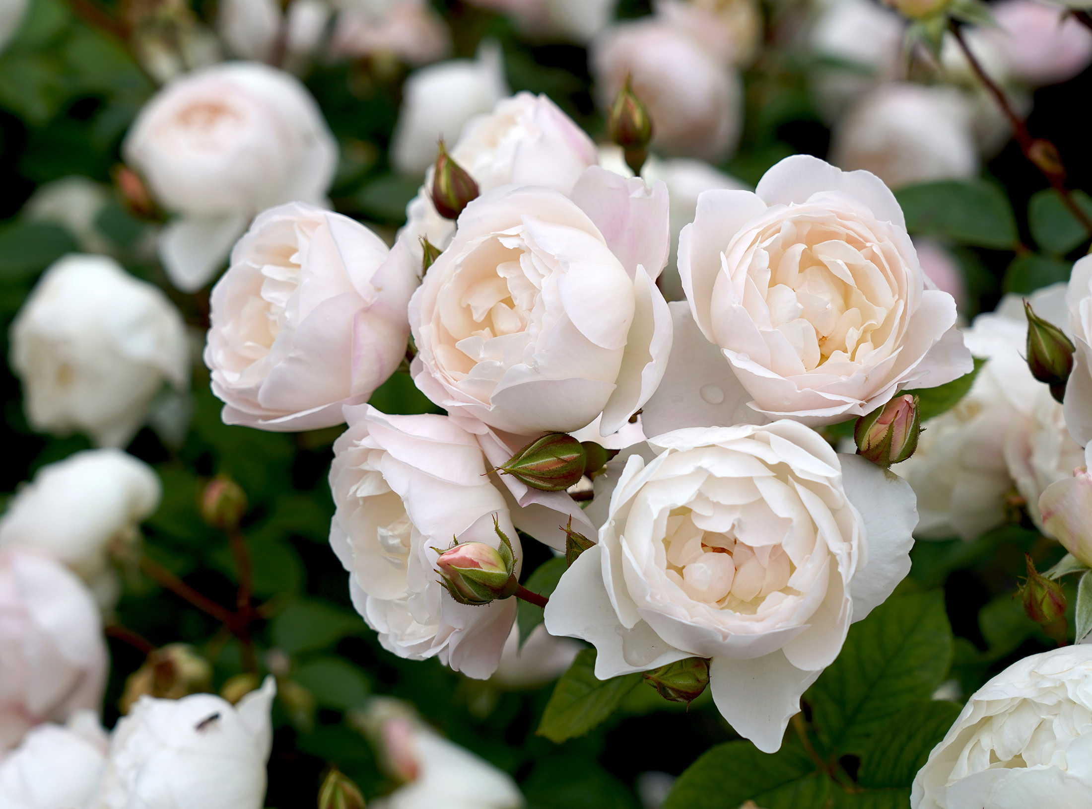 ここ数年で最高のローズ香水