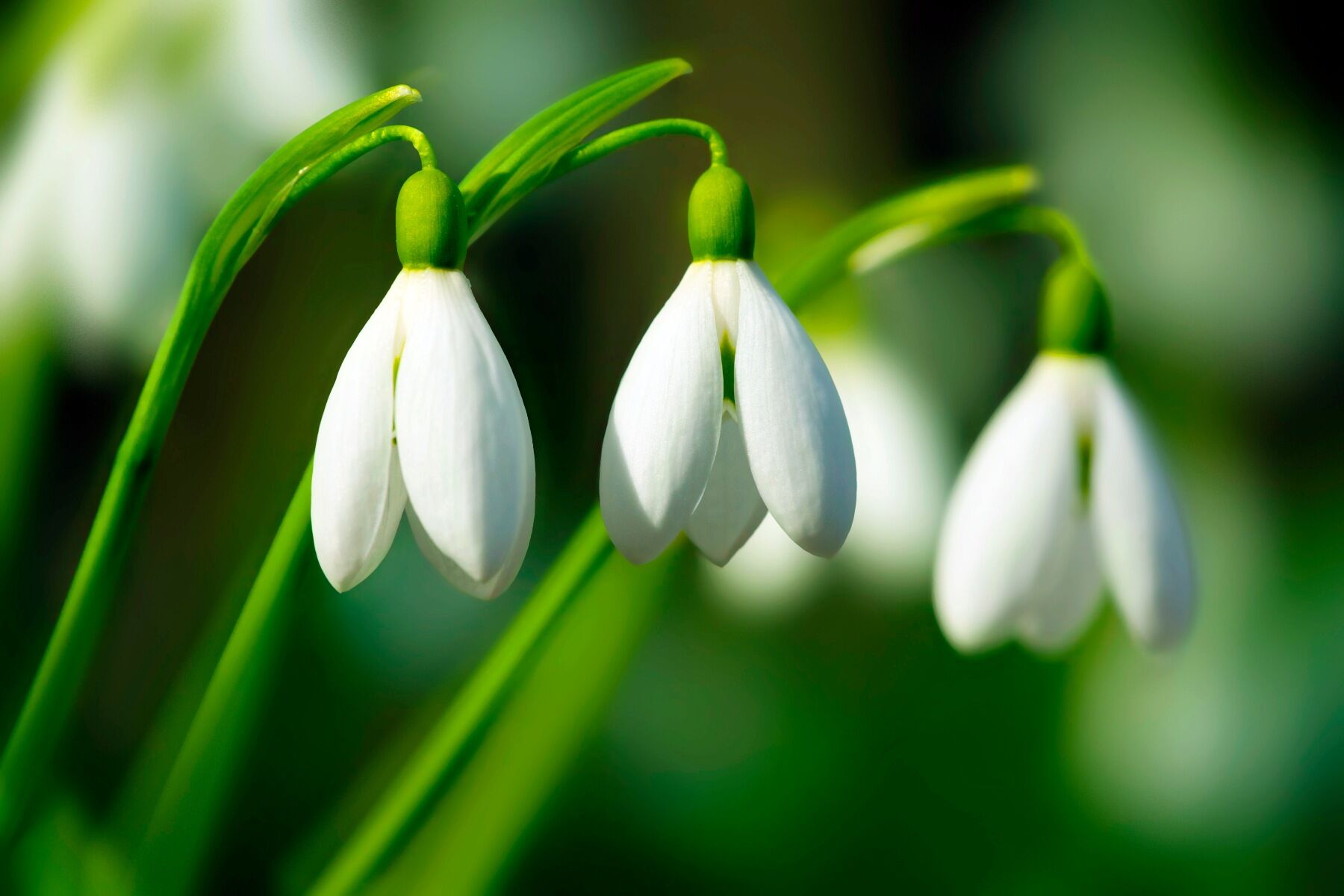 Snowdrops