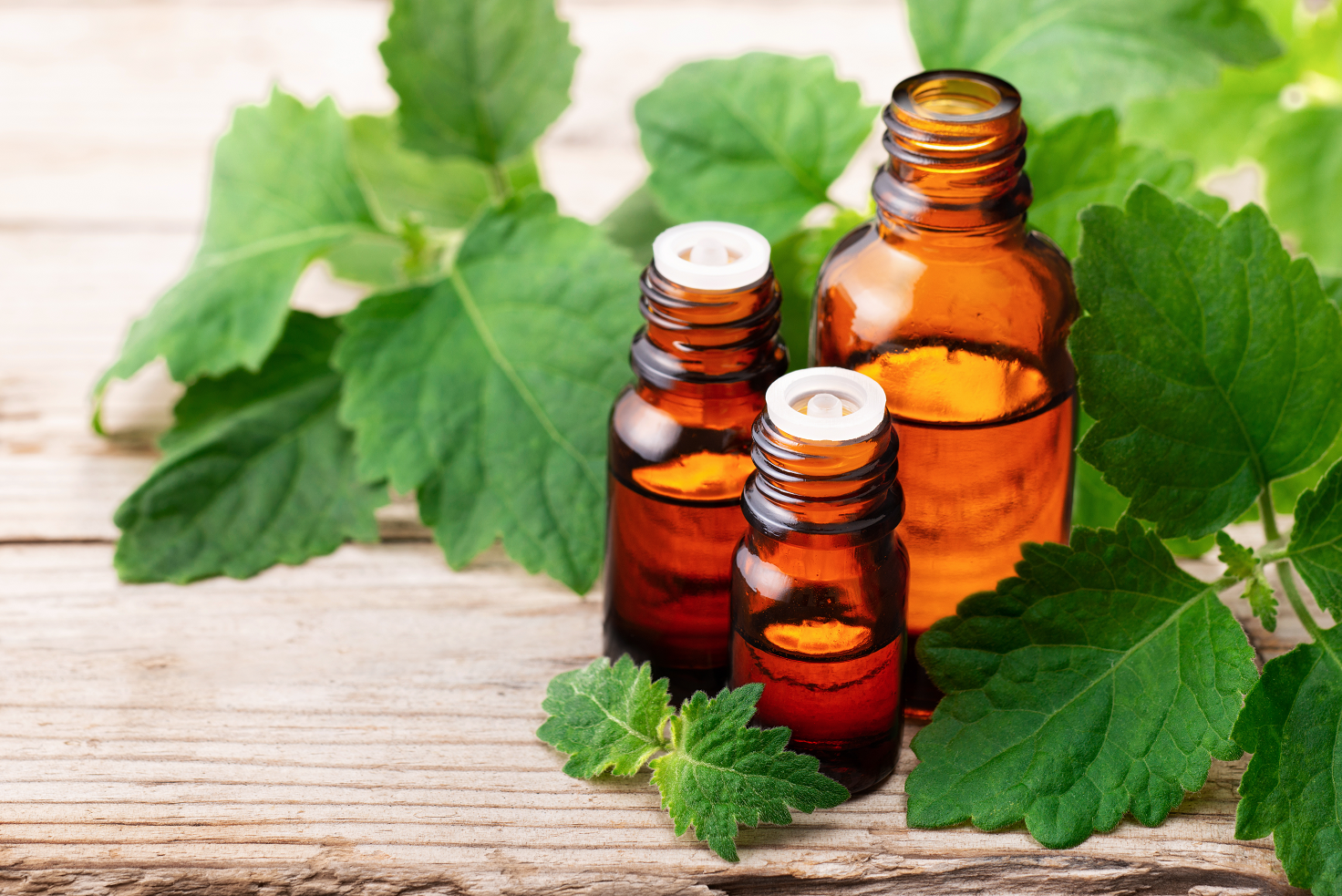Patchouli leaves and lab bottles