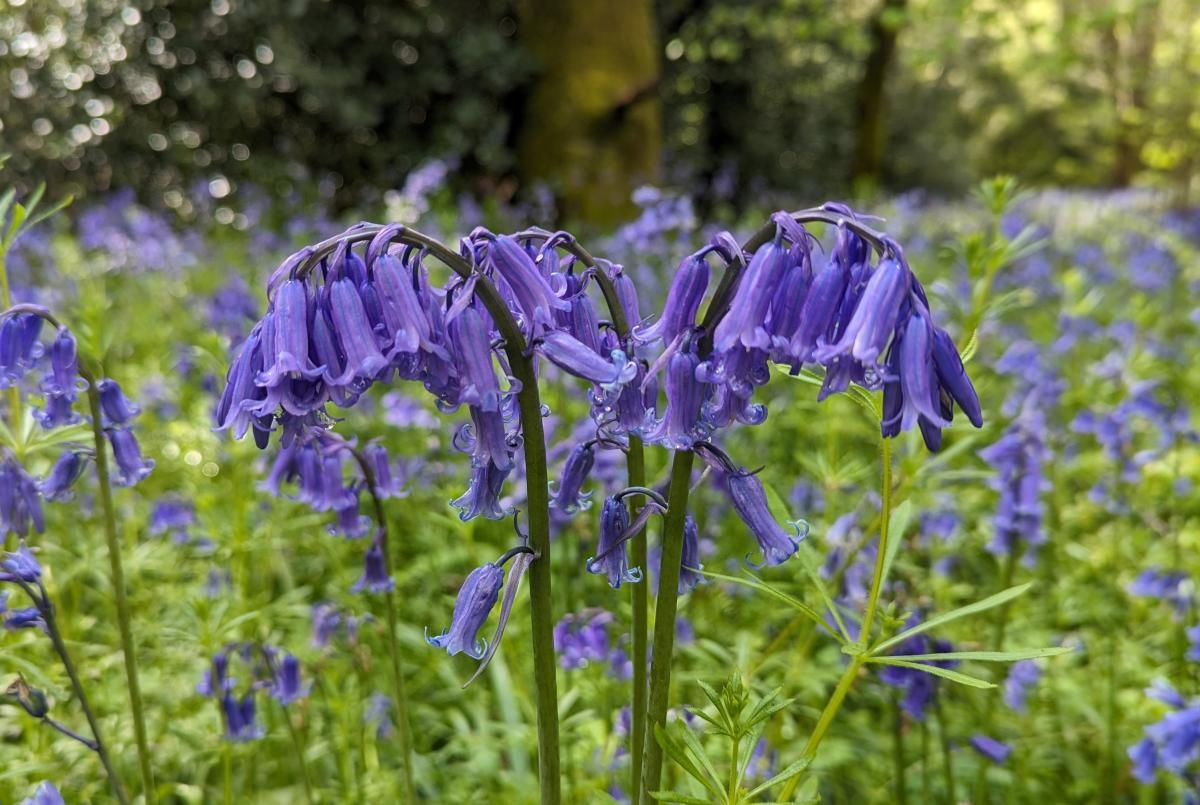 The English Bluebell