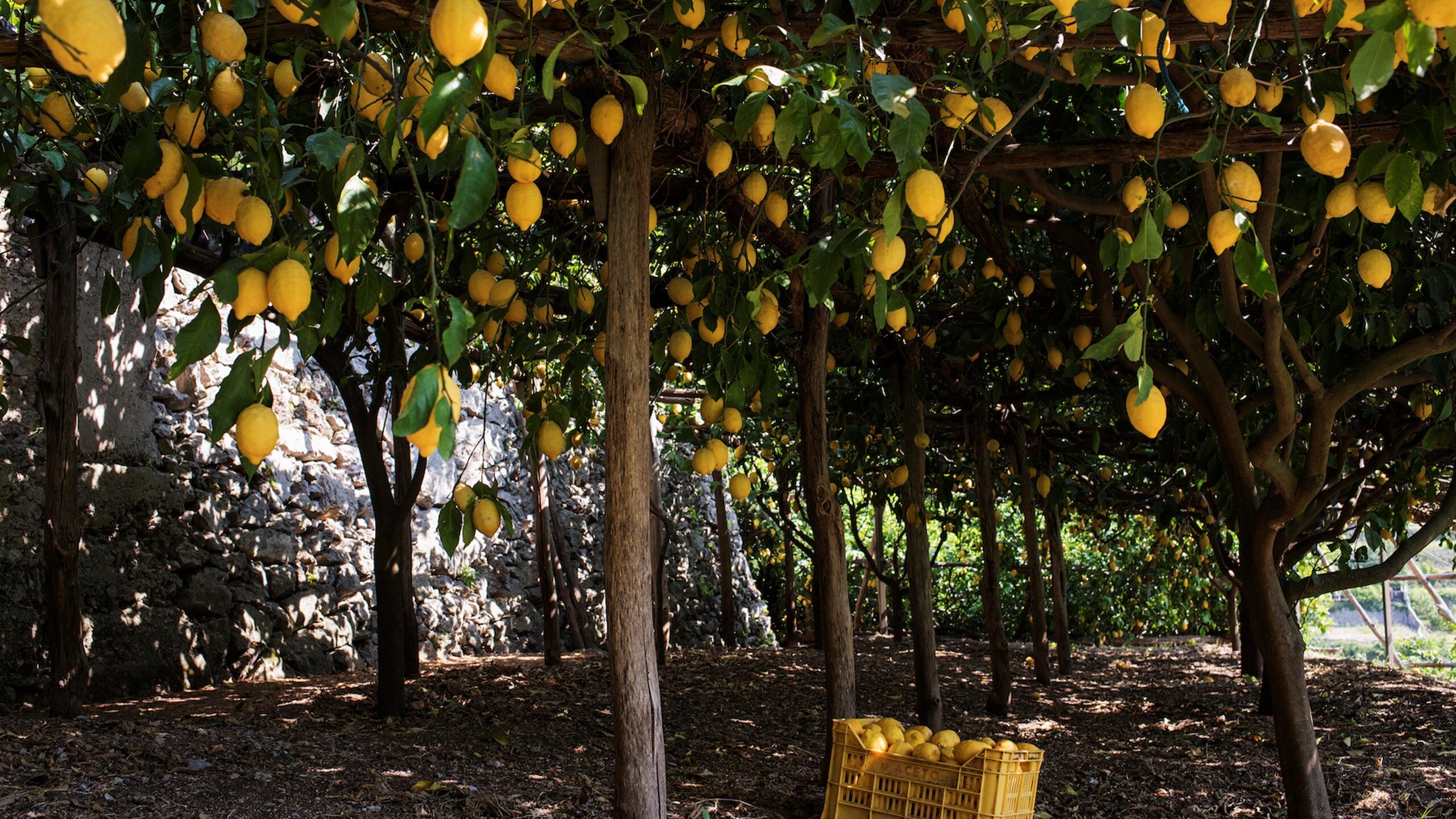 Amalfi lemons