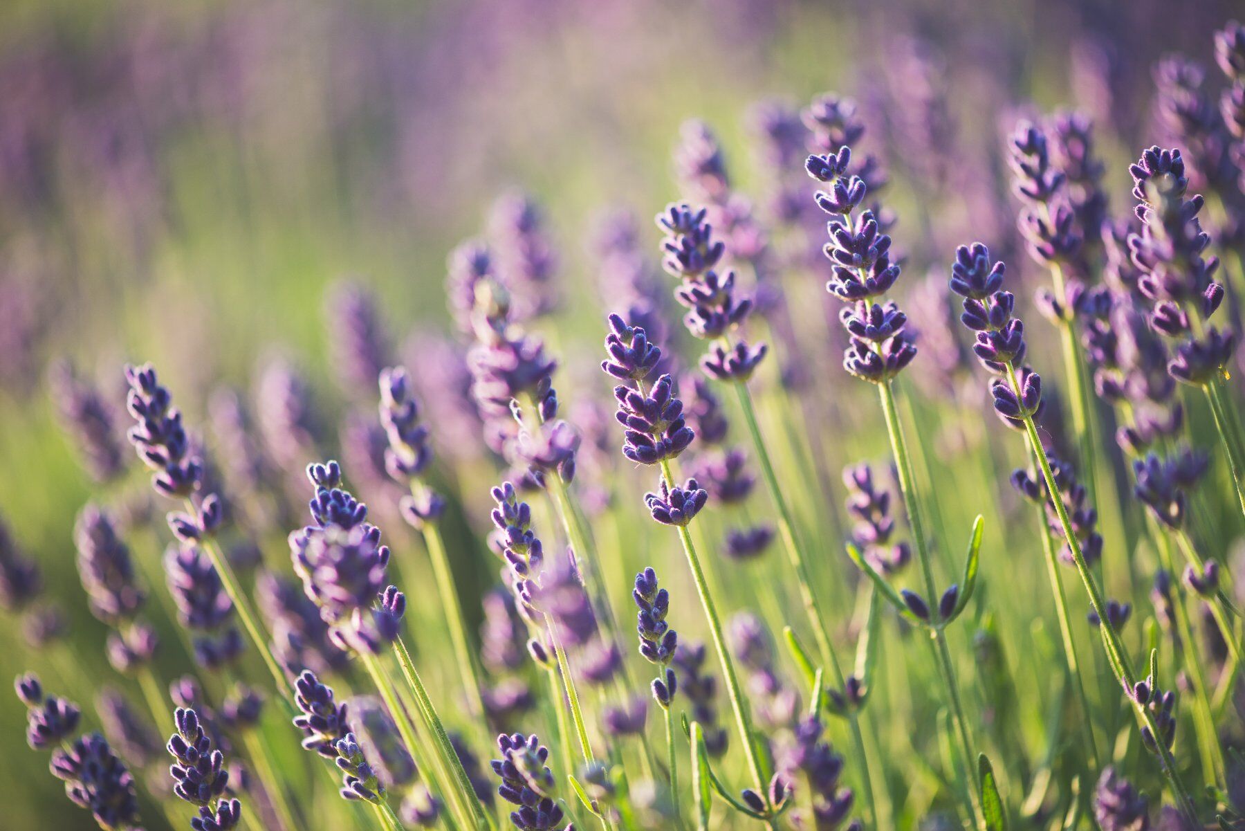 Lavender flowers in a field