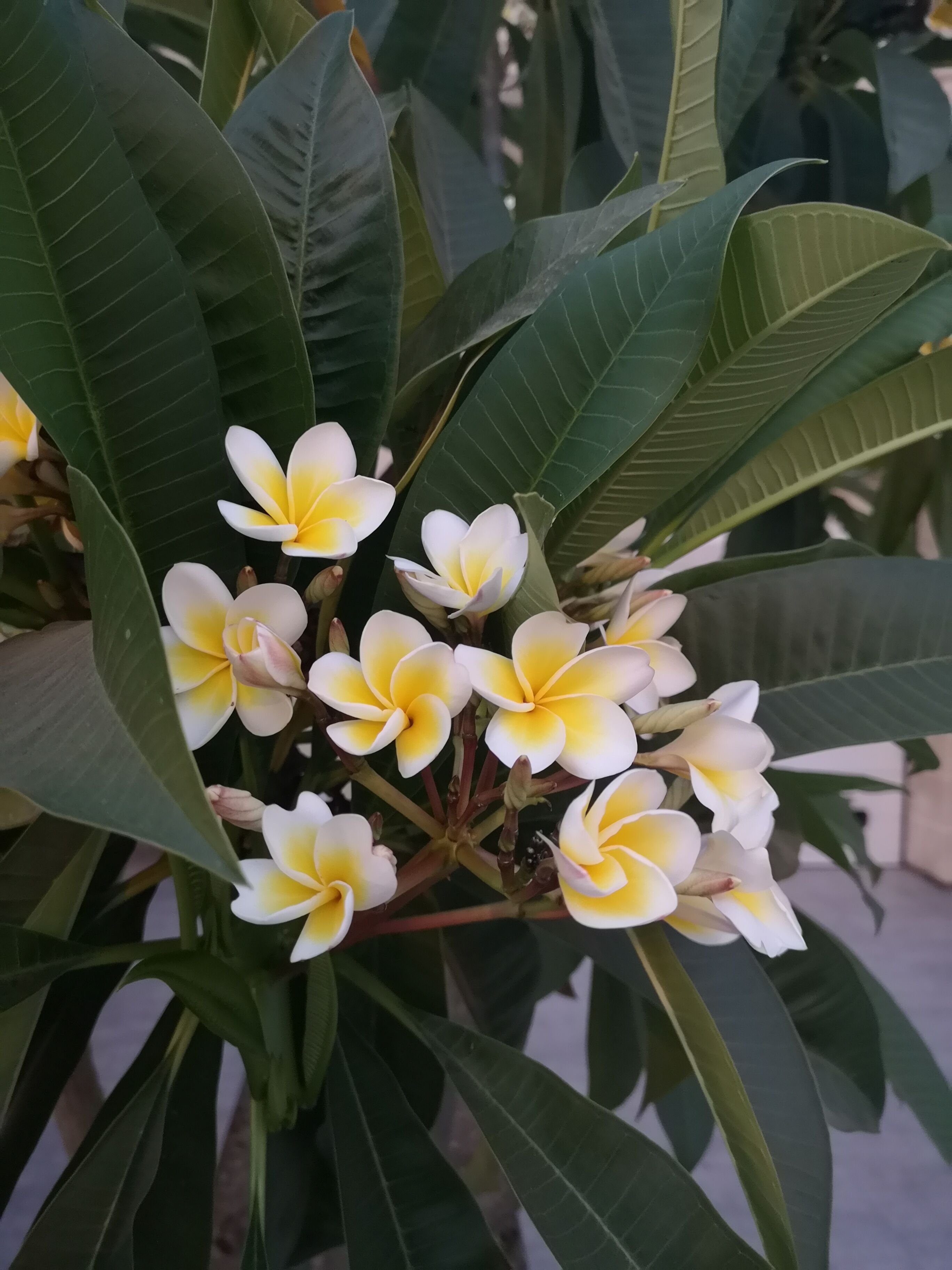 frangipani flowers