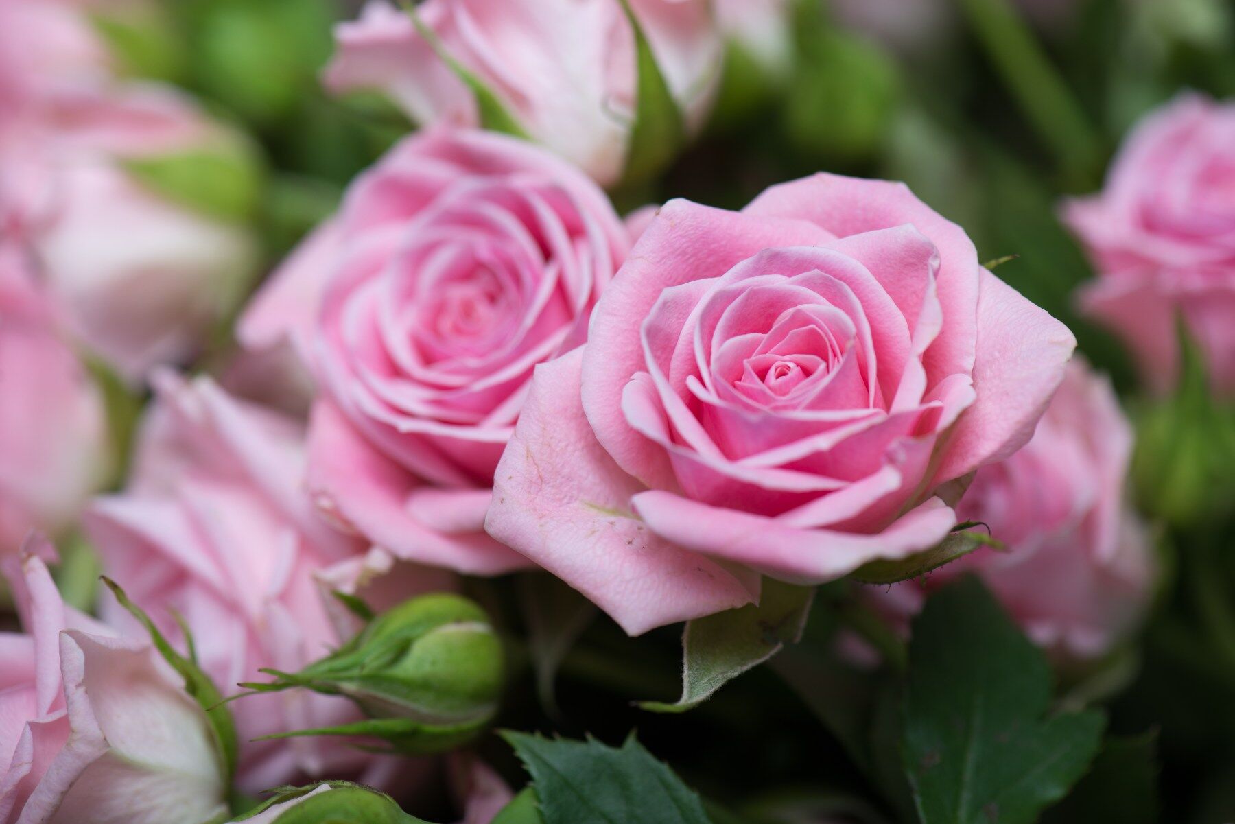 Pink rose flowers with green leaves