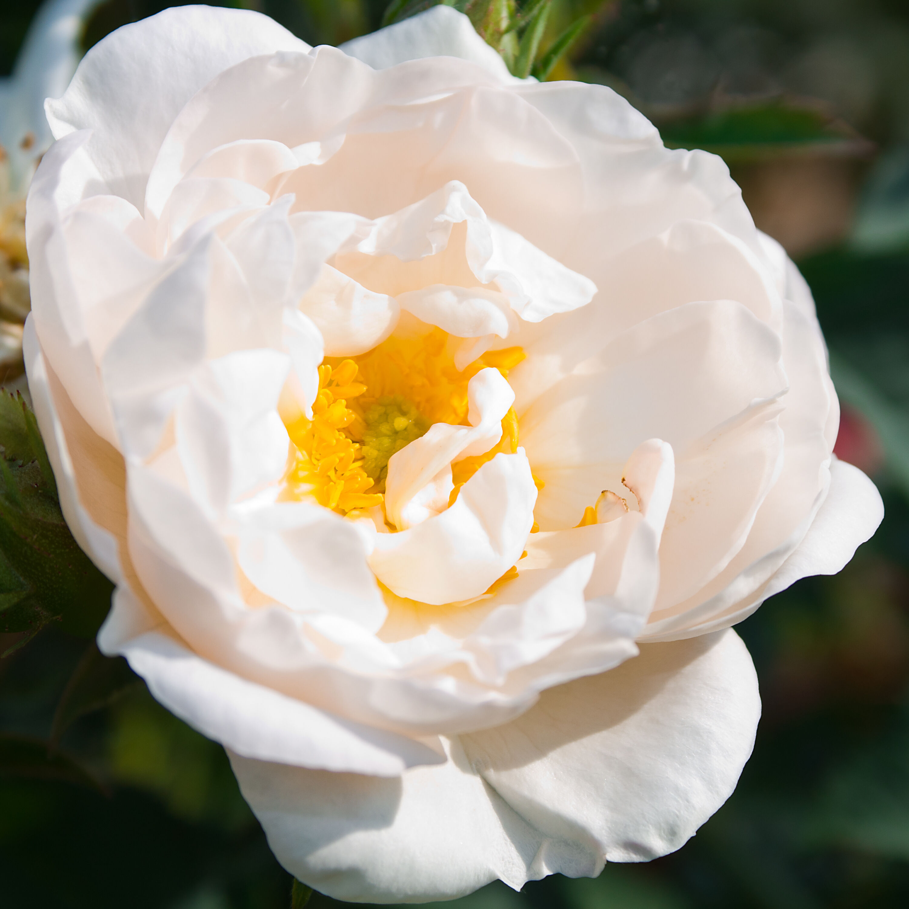 Rose Alba