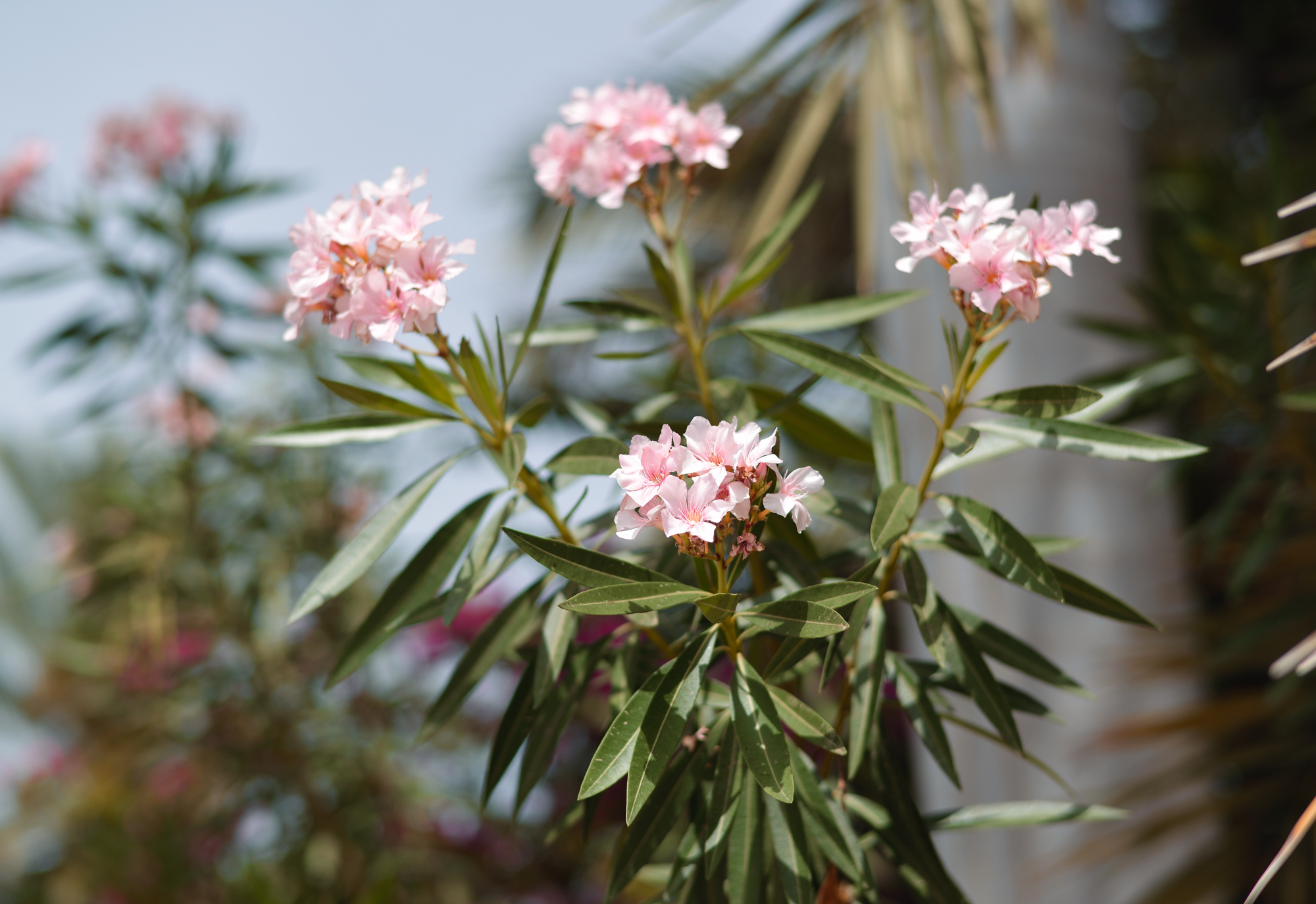 Amouage Voyage или путешествие в удивительный Оман. Часть 1. Ладан