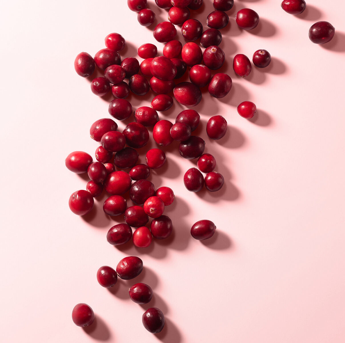 Dolce & Gabbana L'Imperatrice Royale