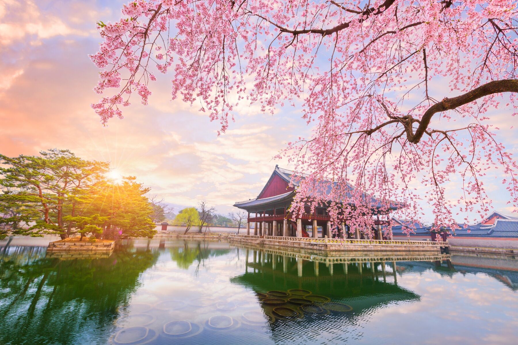 A building by a clear lake with a cherry blossom tree bending towards the water