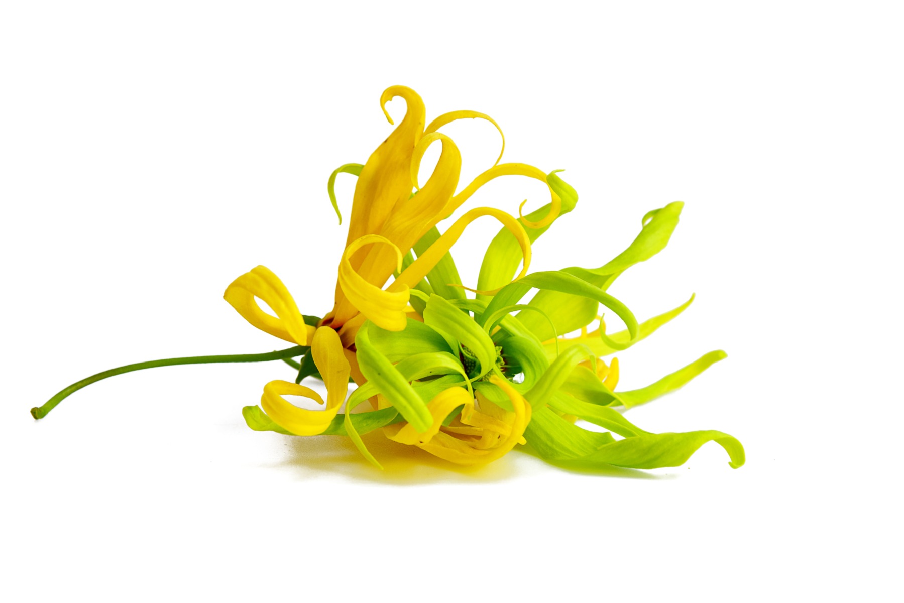 Ylang-ylang použitý v Pearl of the Wild od Parterre