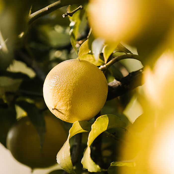 bergamot