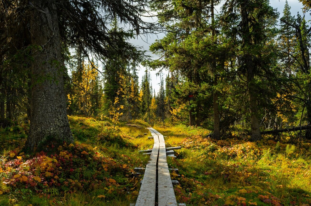 Swedish Forest