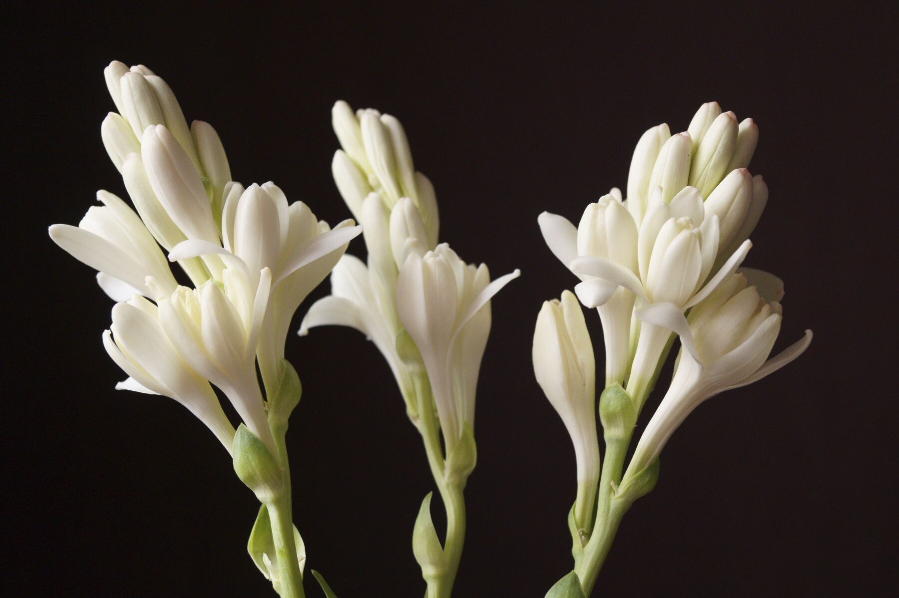 Tuberose flowers on a black backdrop